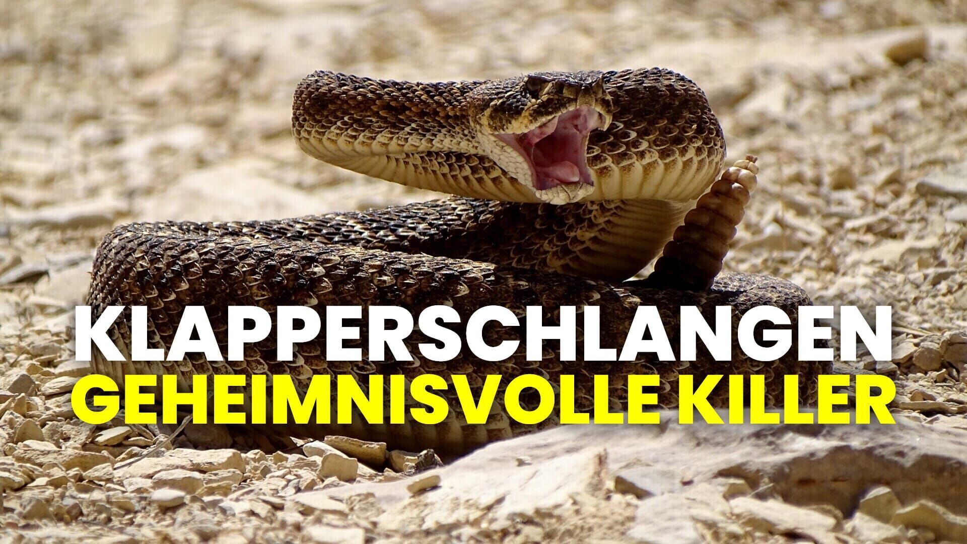 Klapperschlangen – Geheimnisvolle Killer