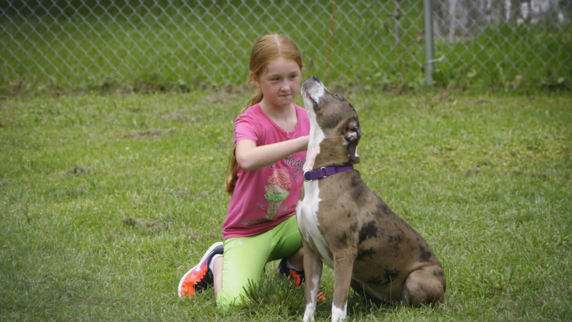 Pitbulls auf Bewährung