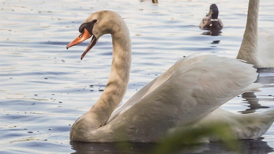 Löwenzähnchen – Eine Schnüffelnase auf Entdeckungstour