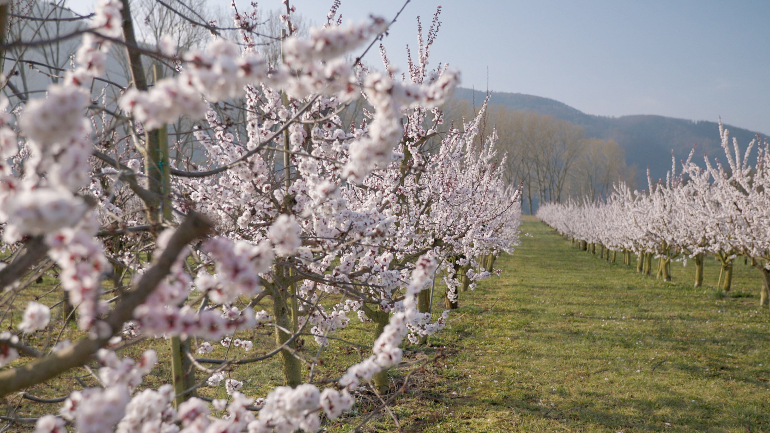 Marillengärten und wilde Natur – Die Wachau