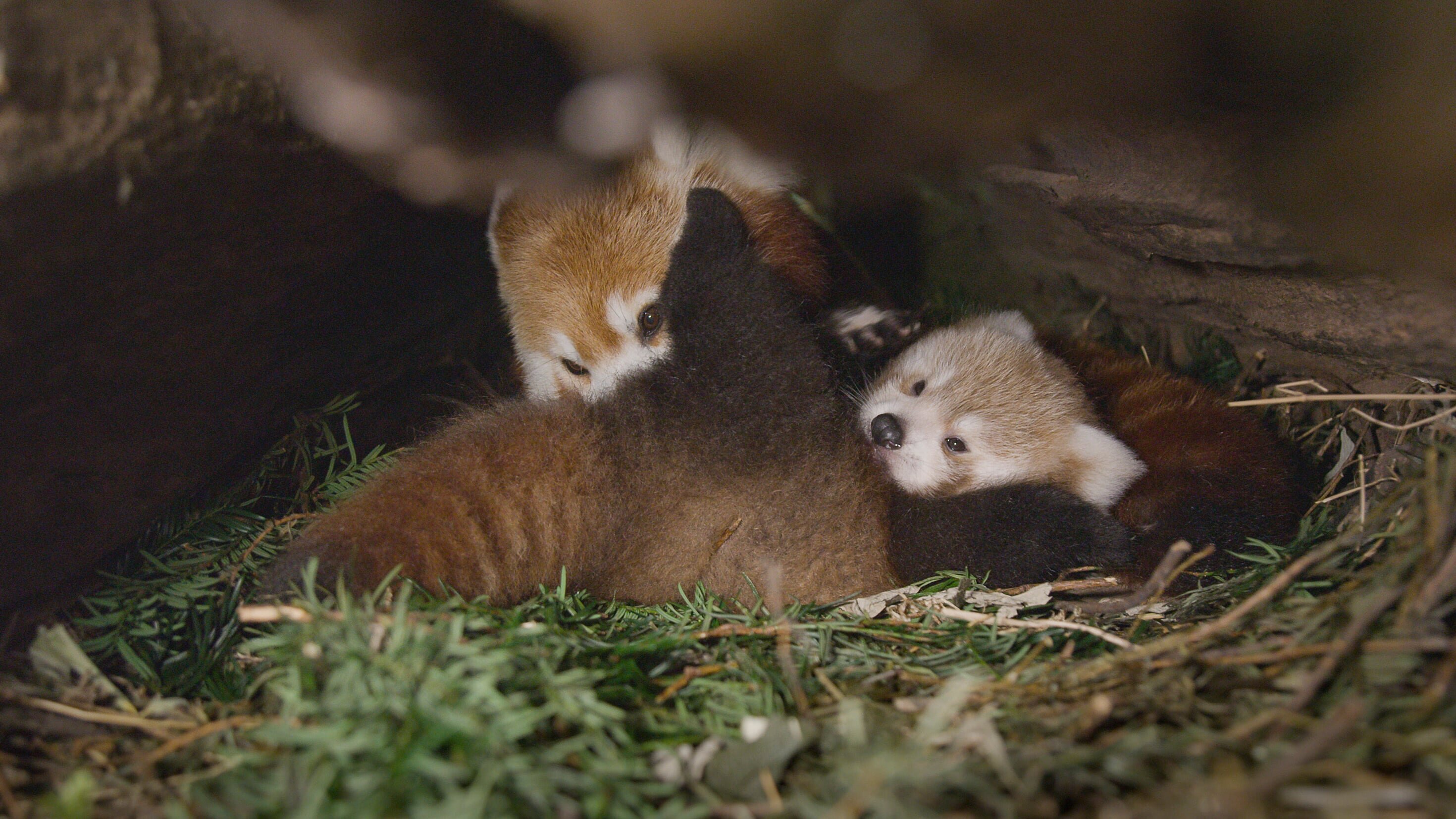 Der Kleine Panda – Verborgen im Himalaya