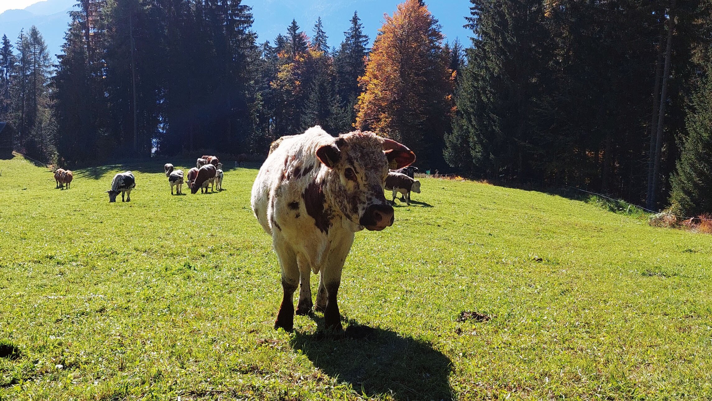 Slow food – Kulinarisches Erbe als Schatz der Zukunft