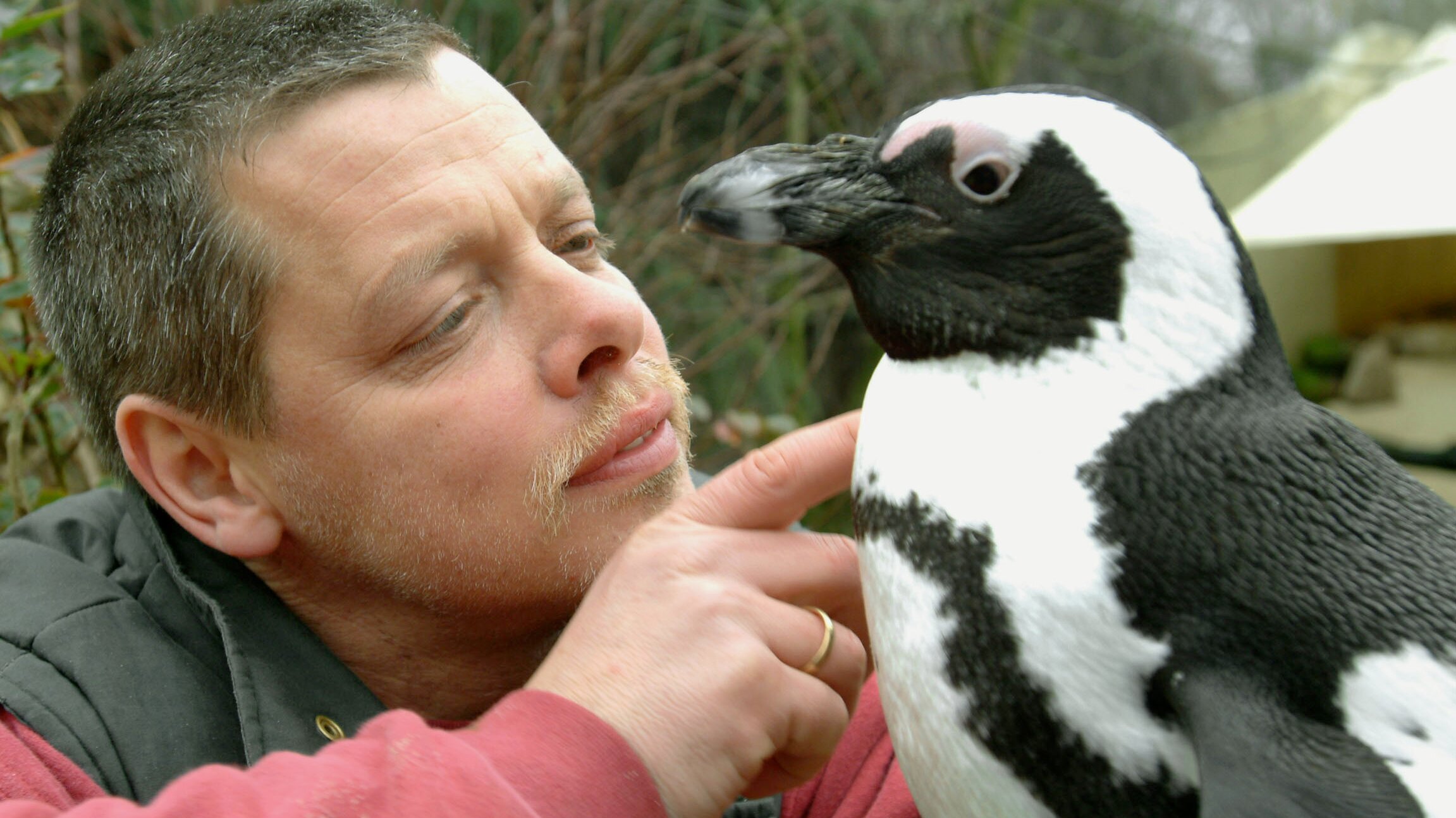 Pinguin, Löwe & Co.