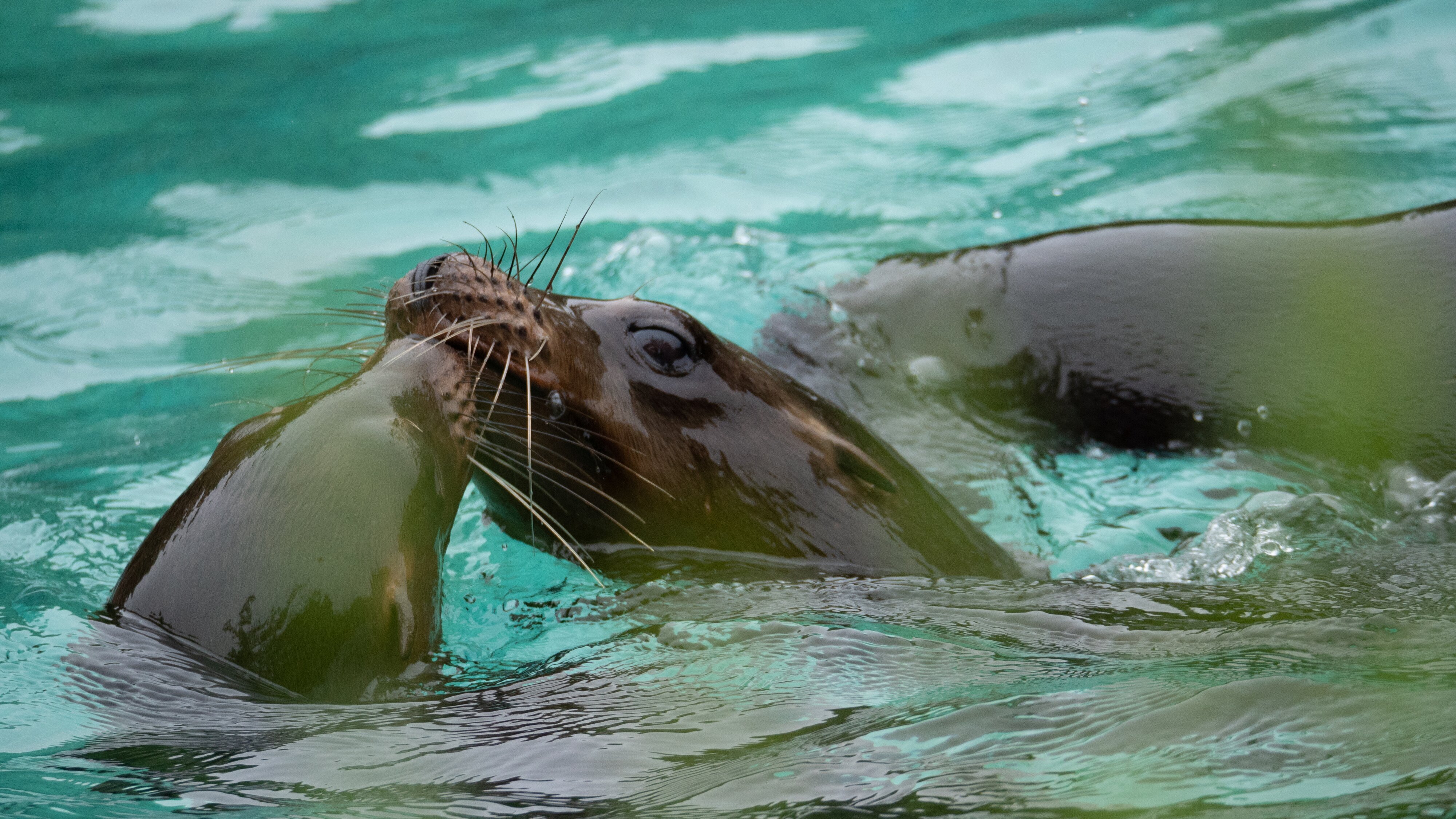 Bronx Zoo – Tierpark der Superlative