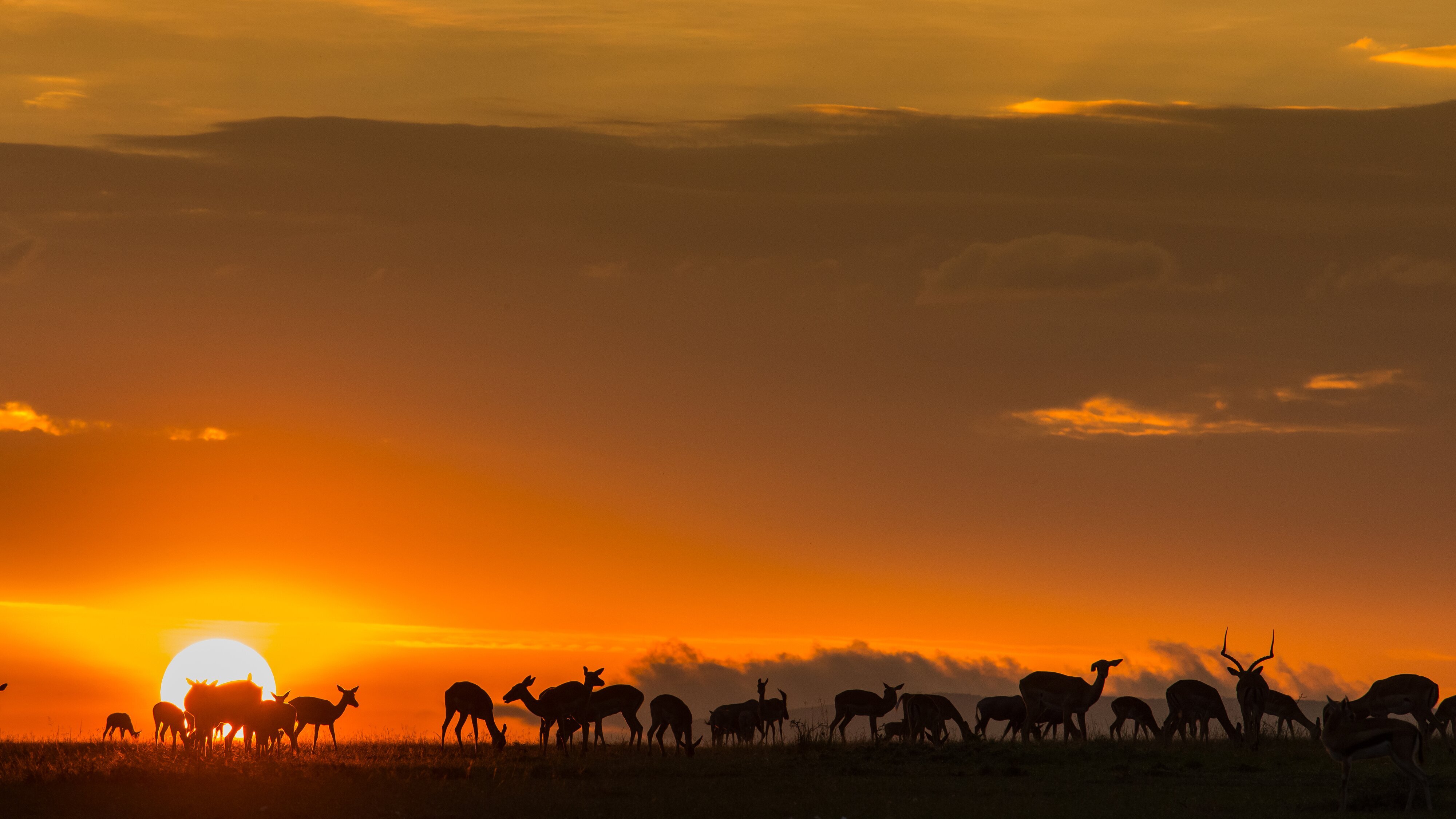 Afrikas Jäger der Nacht