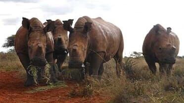 Das Waisenhaus für wilde Tiere – Abenteuer Afrika