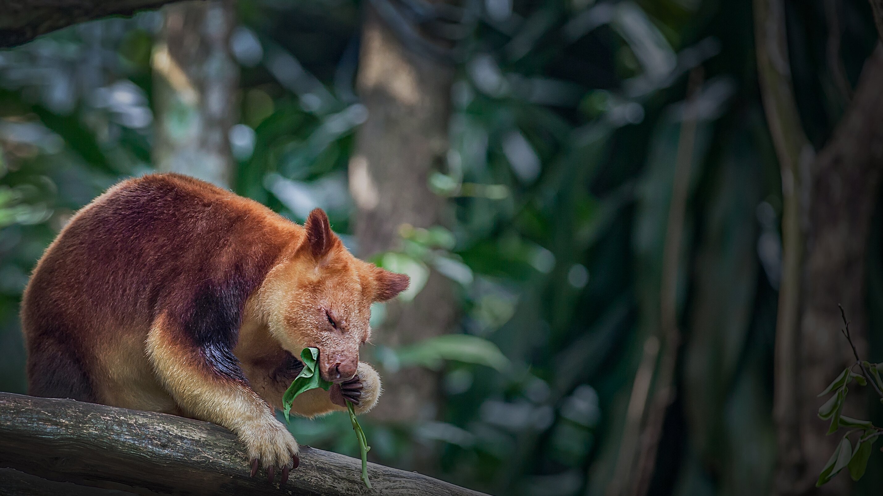 Bronx Zoo – Tierpark der Superlative