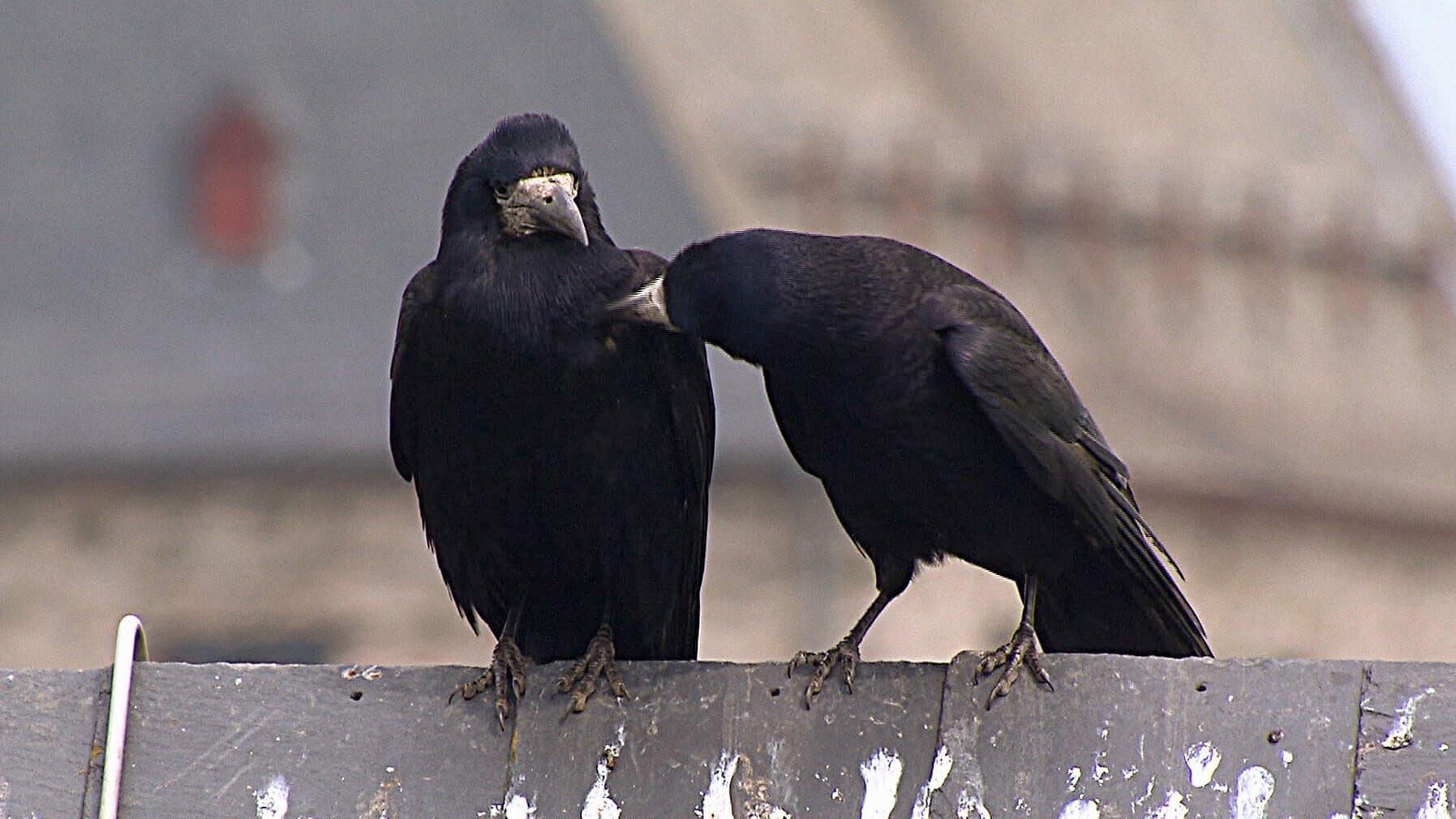 Rabenvögel – Gaukler der Lüfte