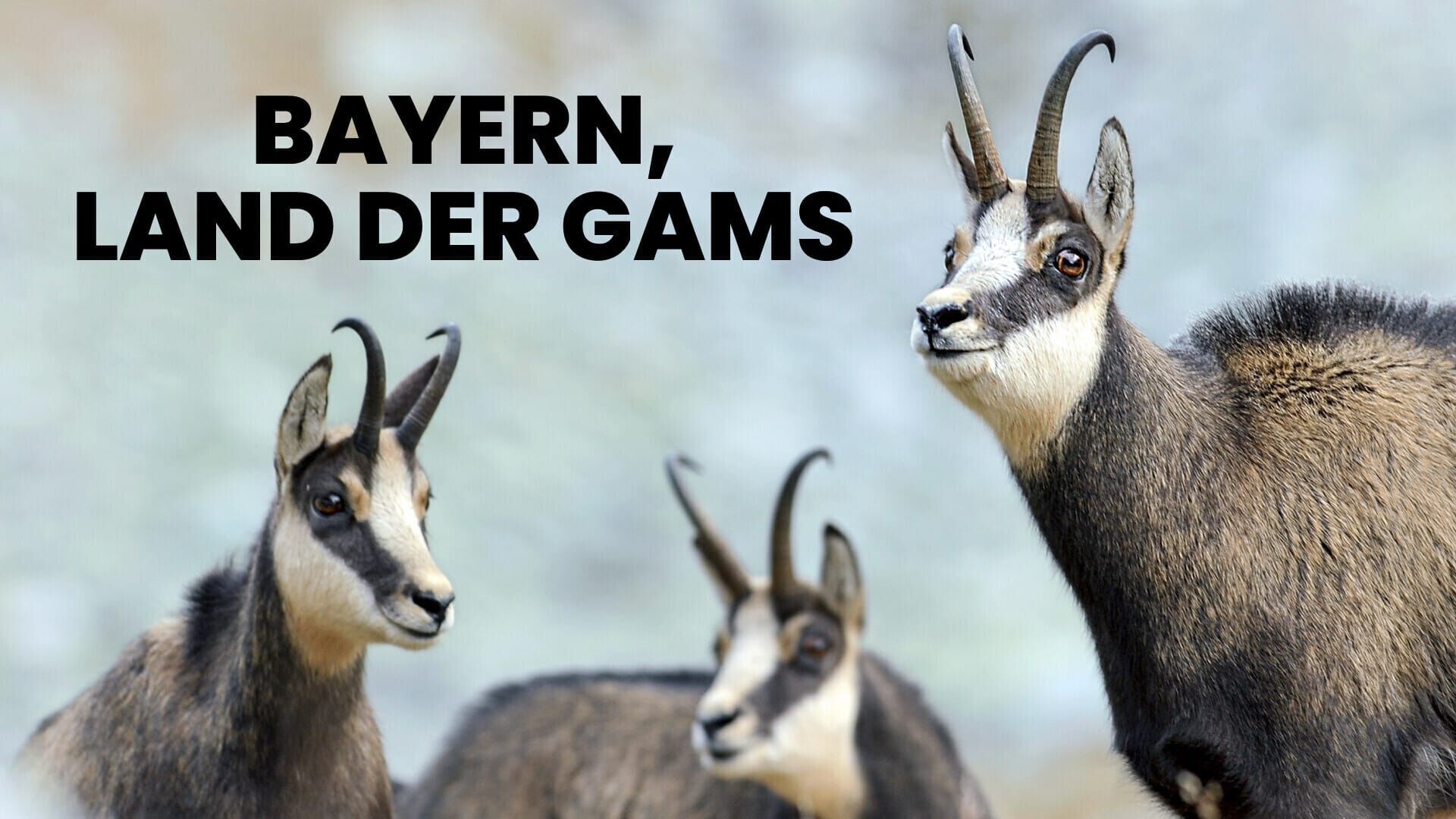 Bayern – Land der Gams