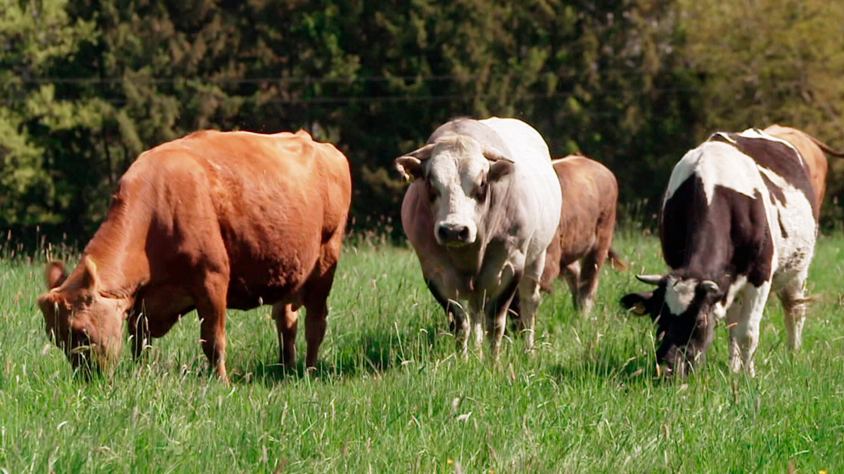 Teil Dir 'ne Kuh – Faires Fleisch aus dem Hunsrück