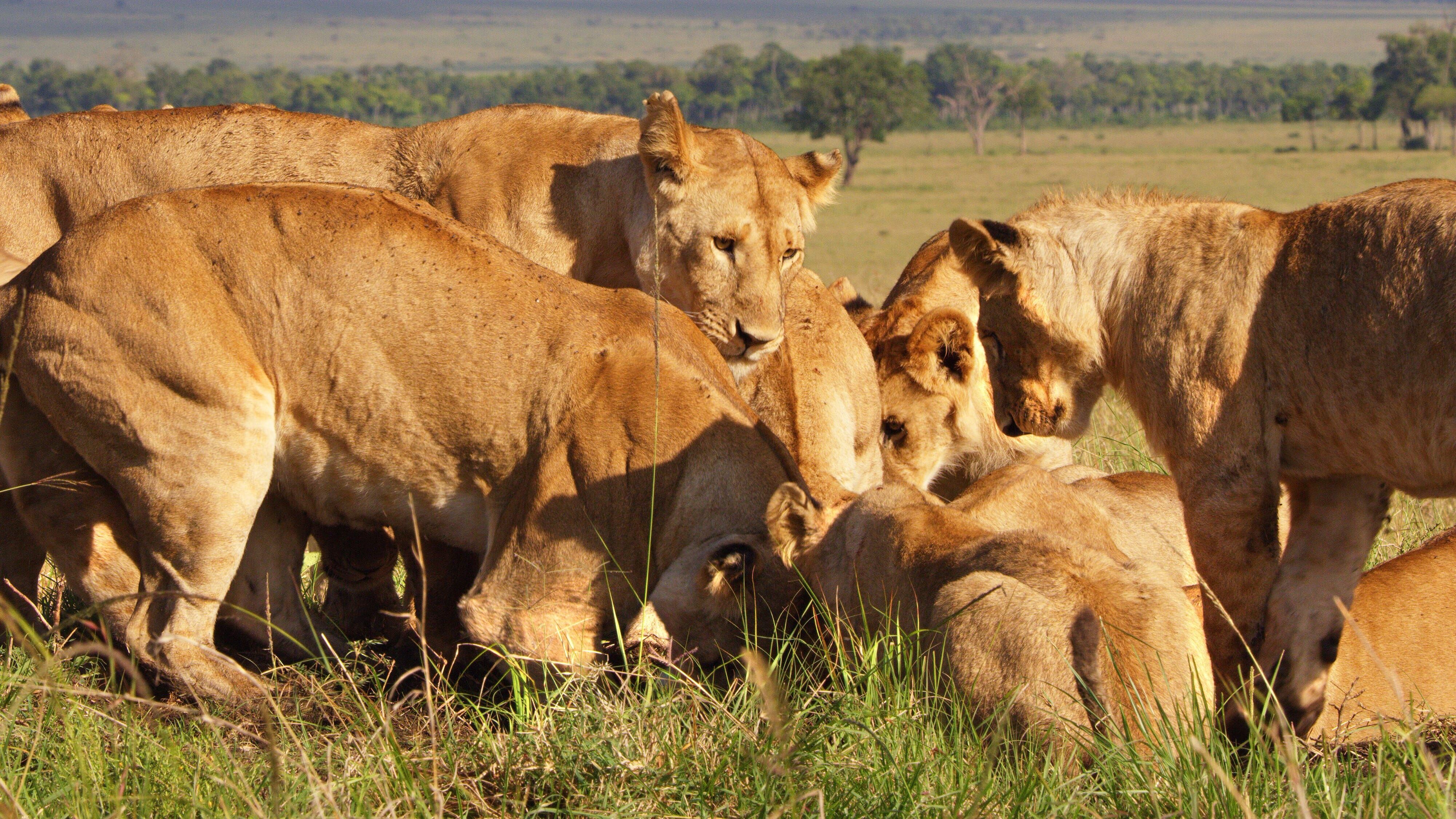 Serengeti – Wilde Geschichten aus der Savanne