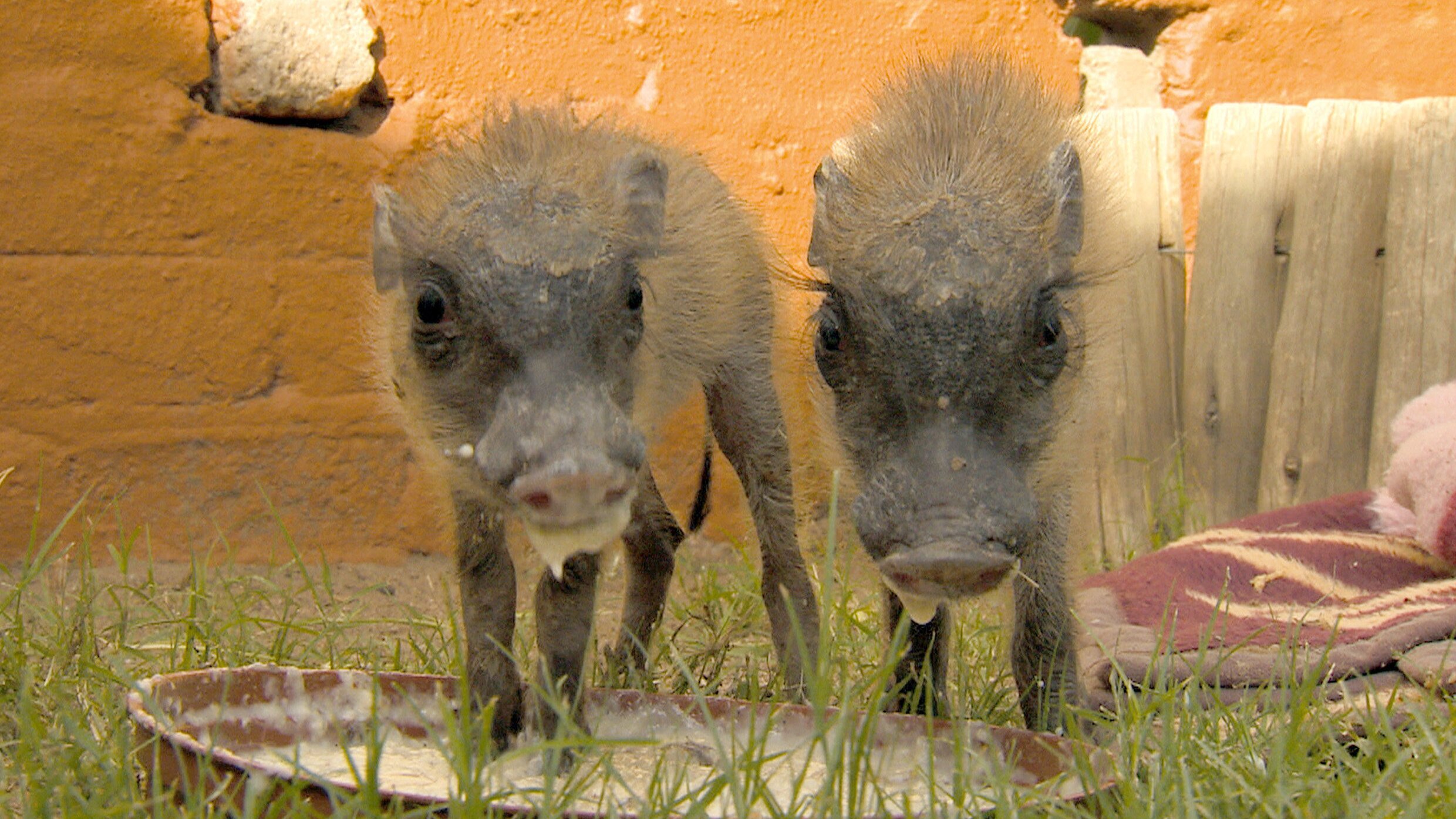 Das Waisenhaus für wilde Tiere