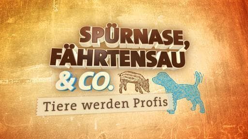 Spürnase, Fährtensau & Co