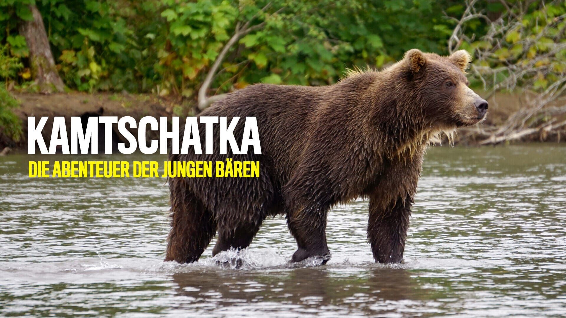 Kamtschatka – Die Abenteuer der jungen Bären