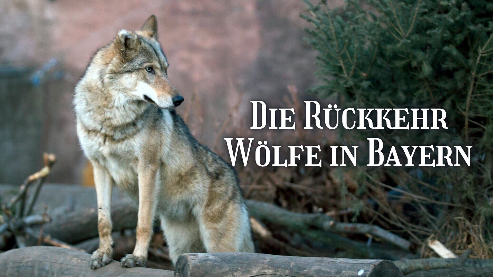 Die Rückkehr – Wölfe in Bayern