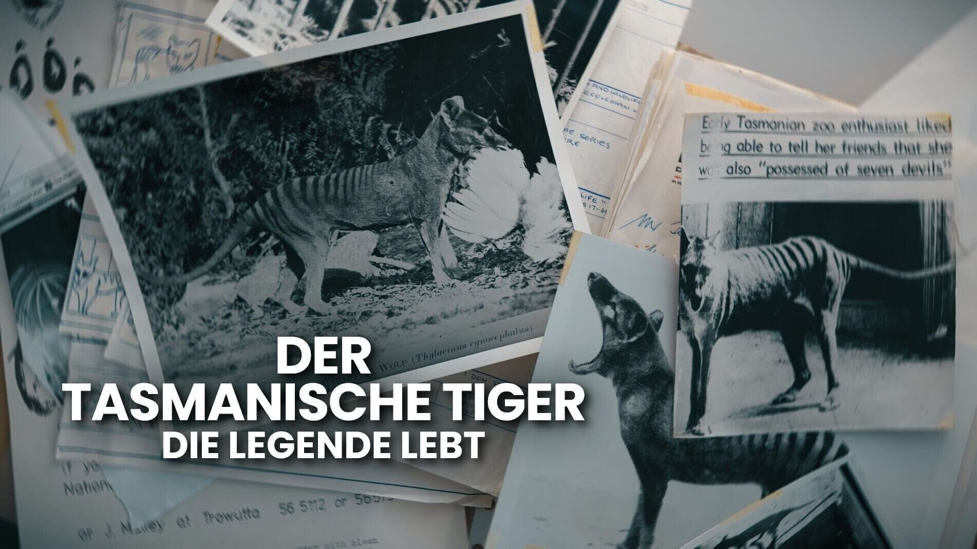 Der tasmanische Tiger: Die Legende lebt