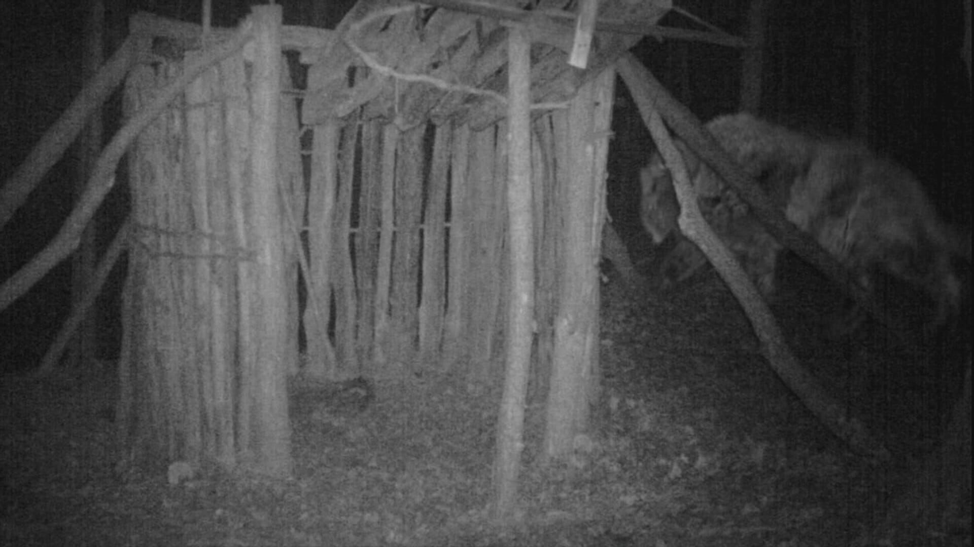 Die Monster-Jäger – Bestien auf der Spur