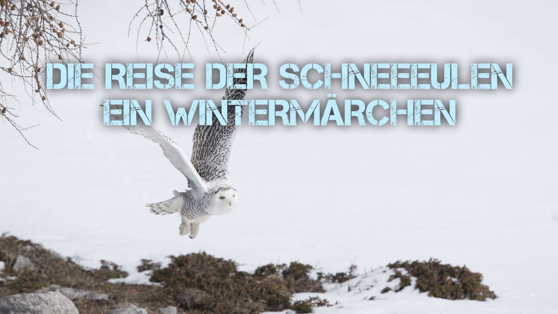 Die Reise der Schneeeulen