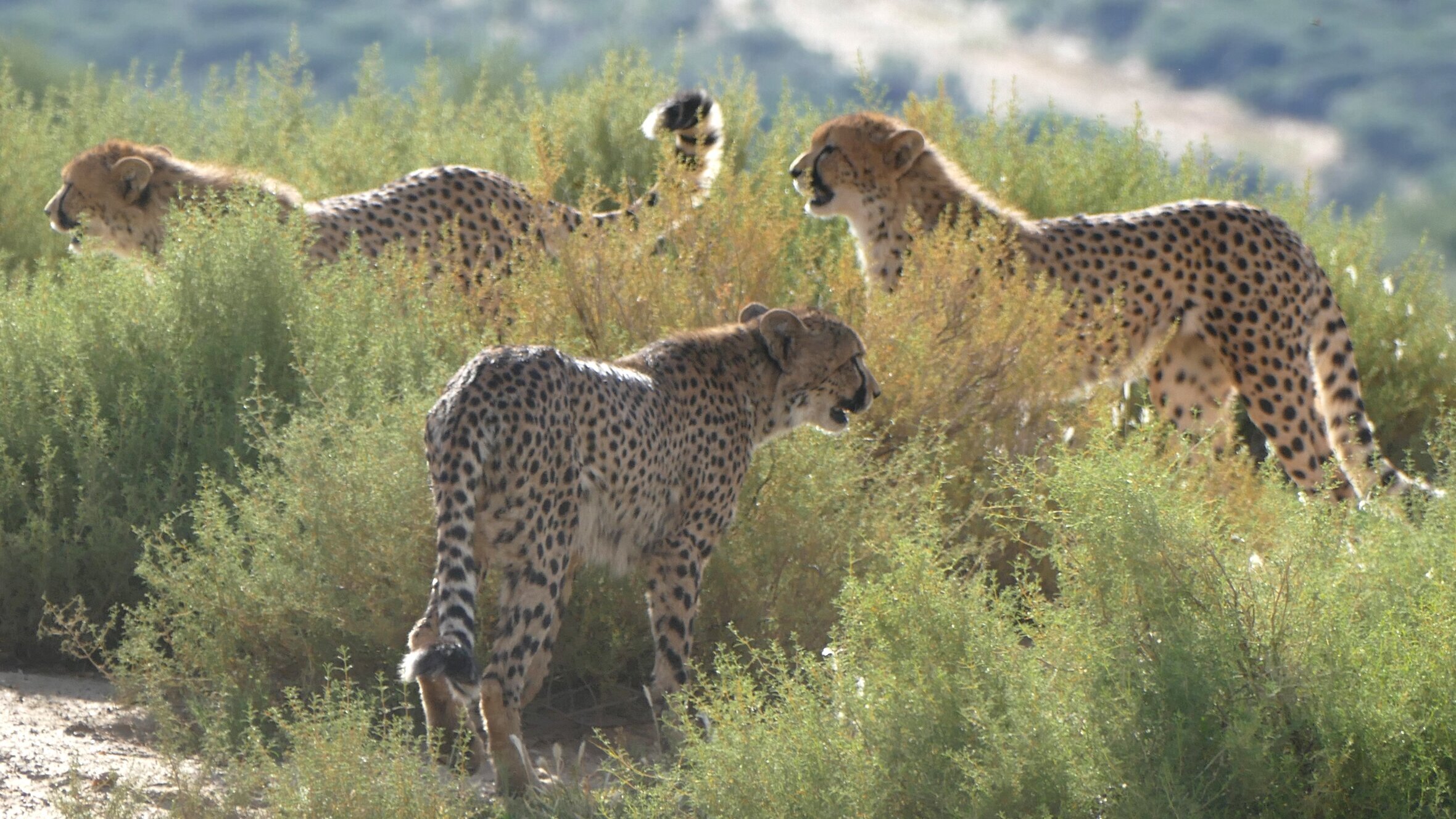 Anna und die wilden Tiere