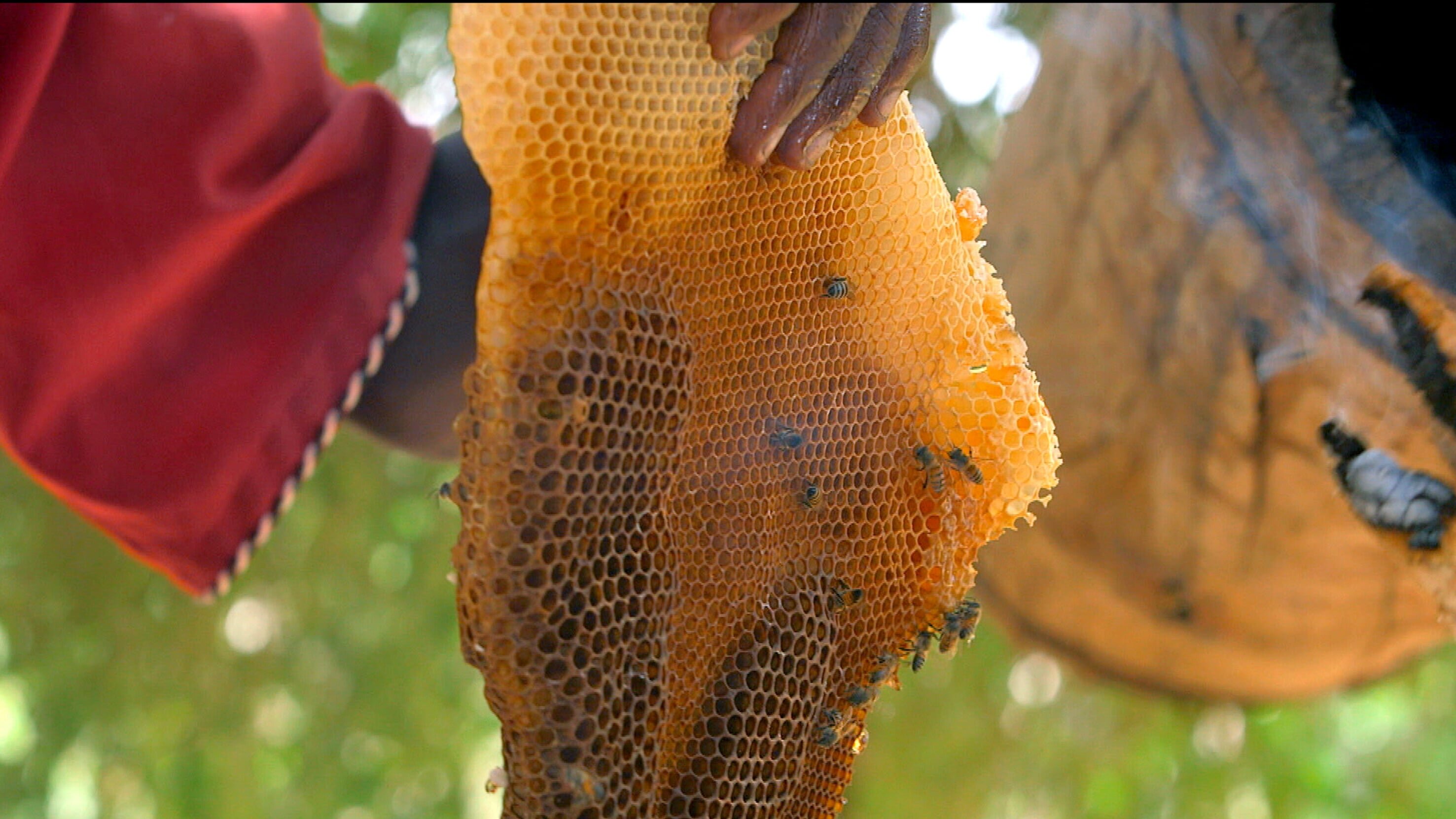 Die Bienenflüsterer