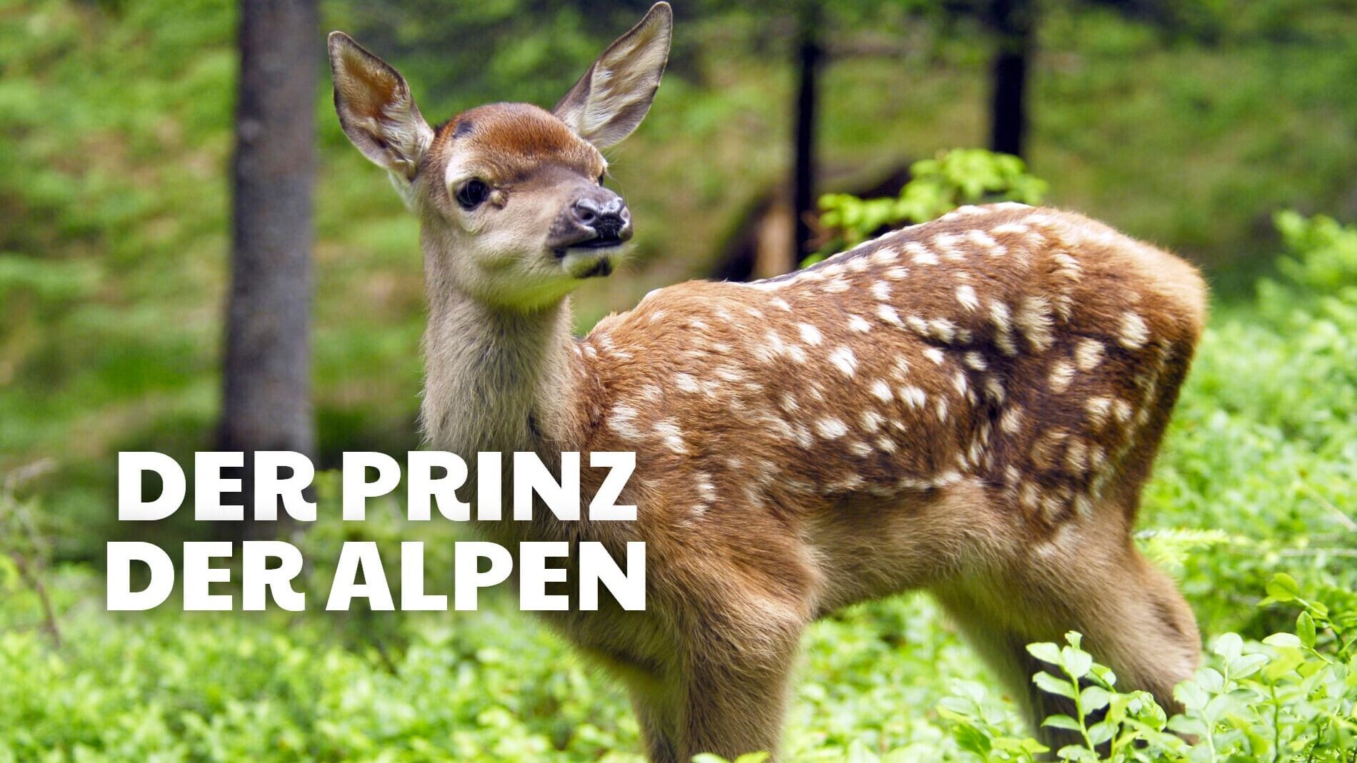 Der Prinz der Alpen