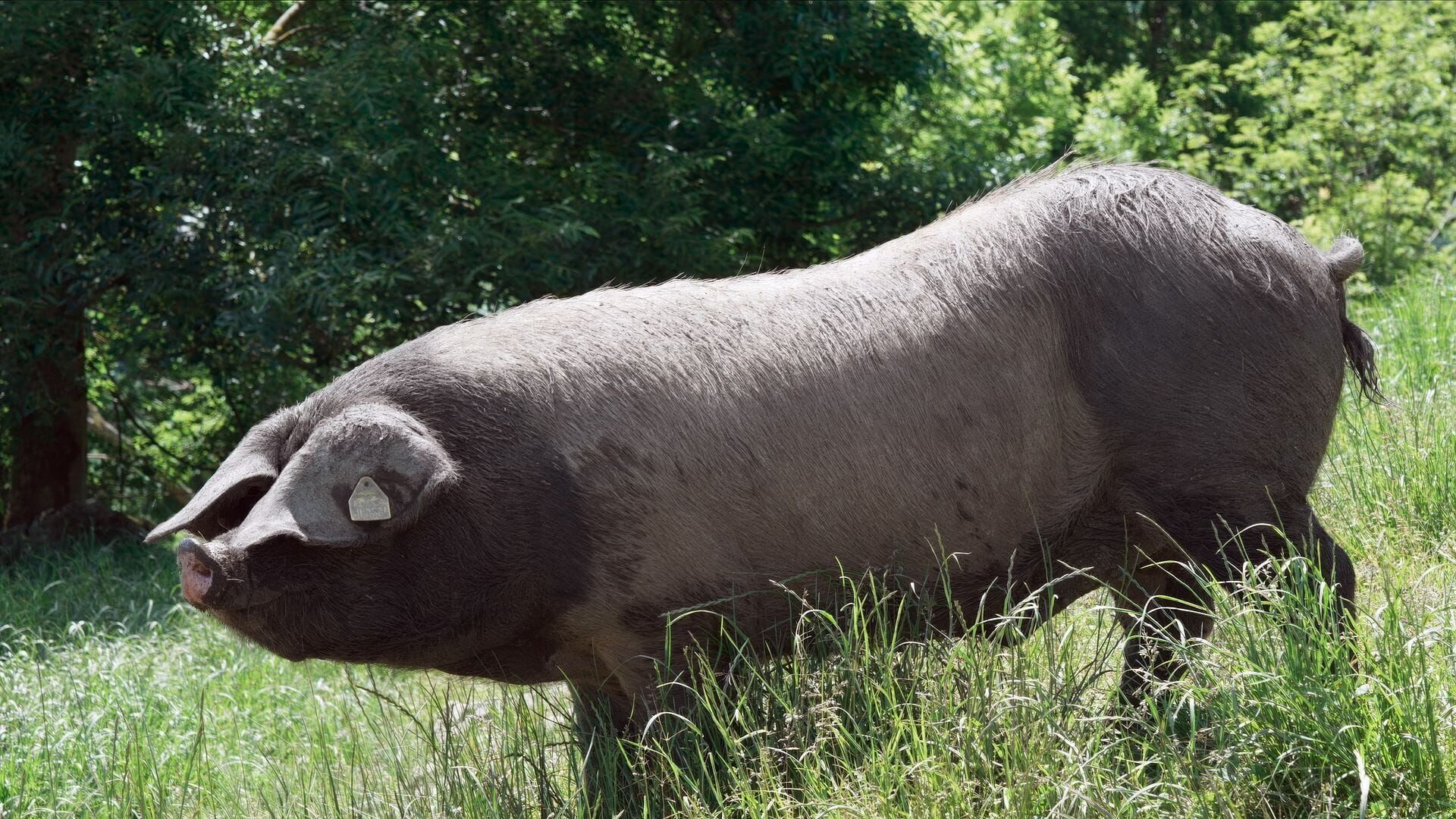 Kintoa, ein Schwein wie kein anderes