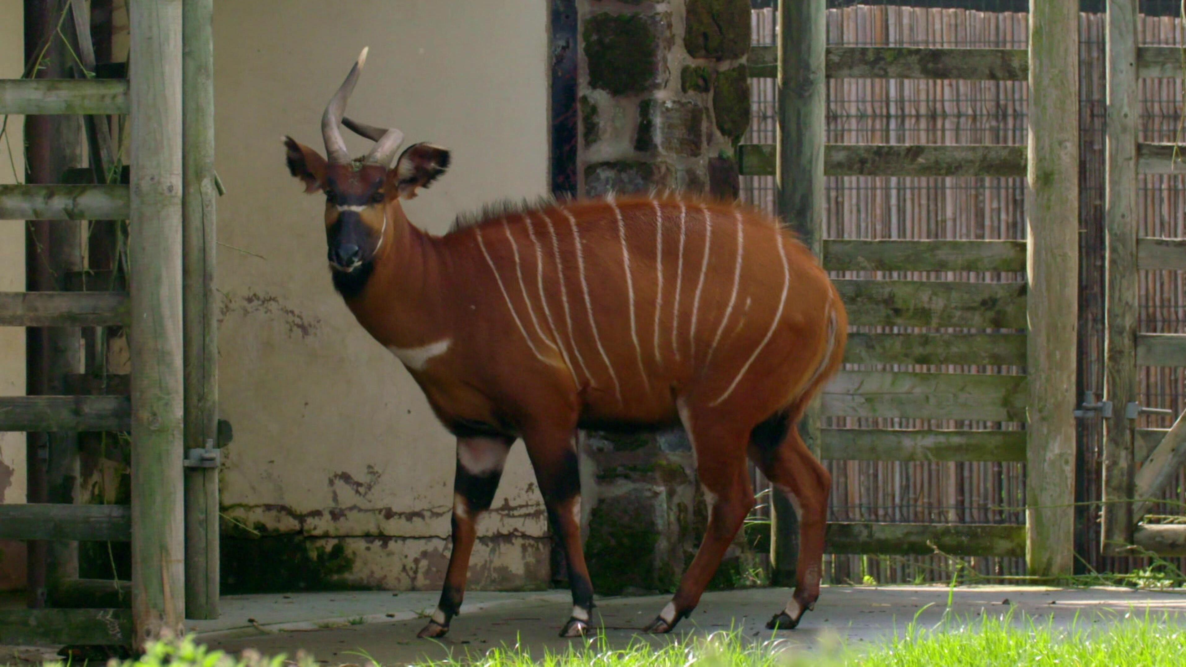 Zoo und so – Tierisch wild!