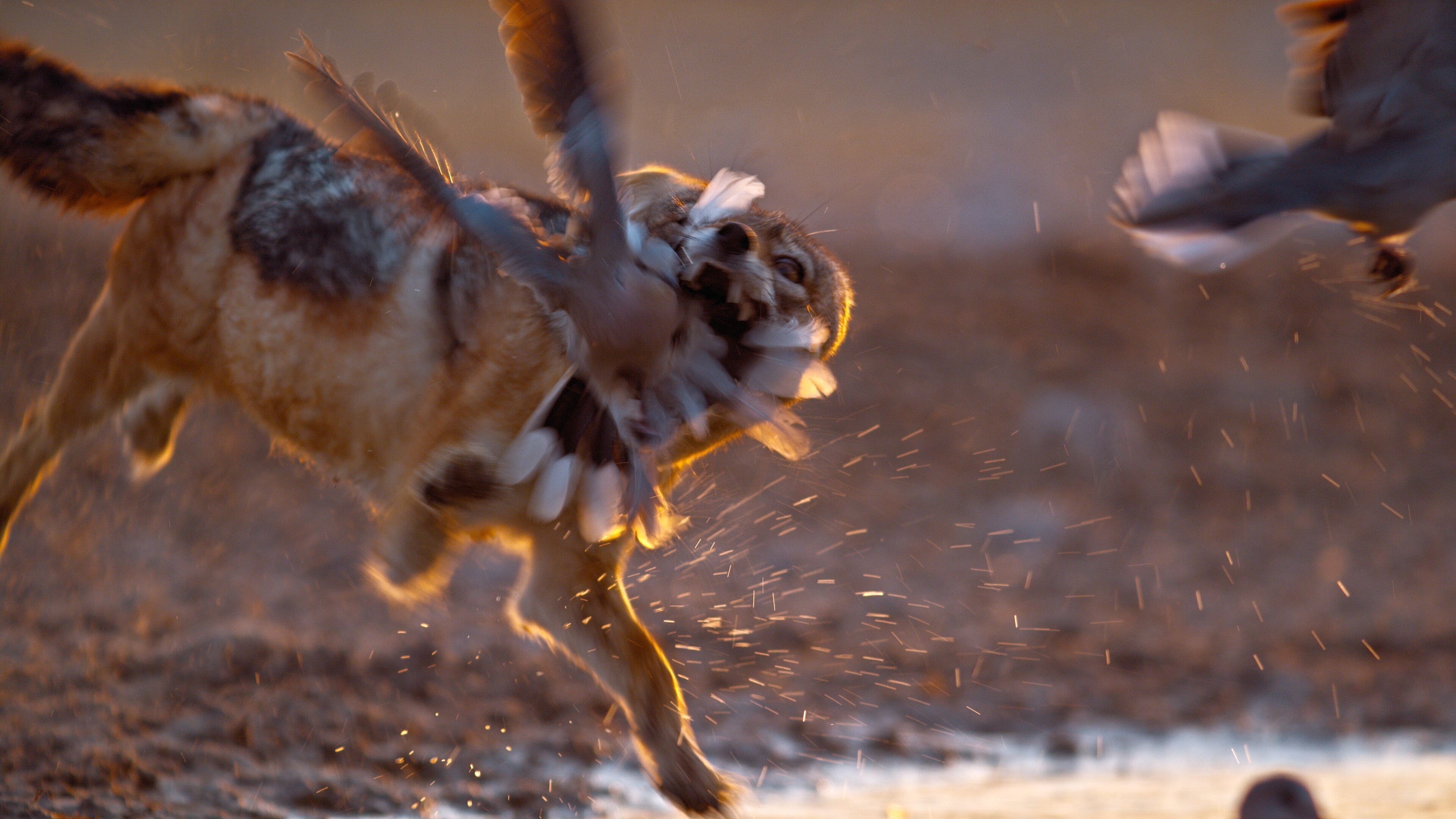 Die wilden Hunde (2) – Erfolgsgeschichten