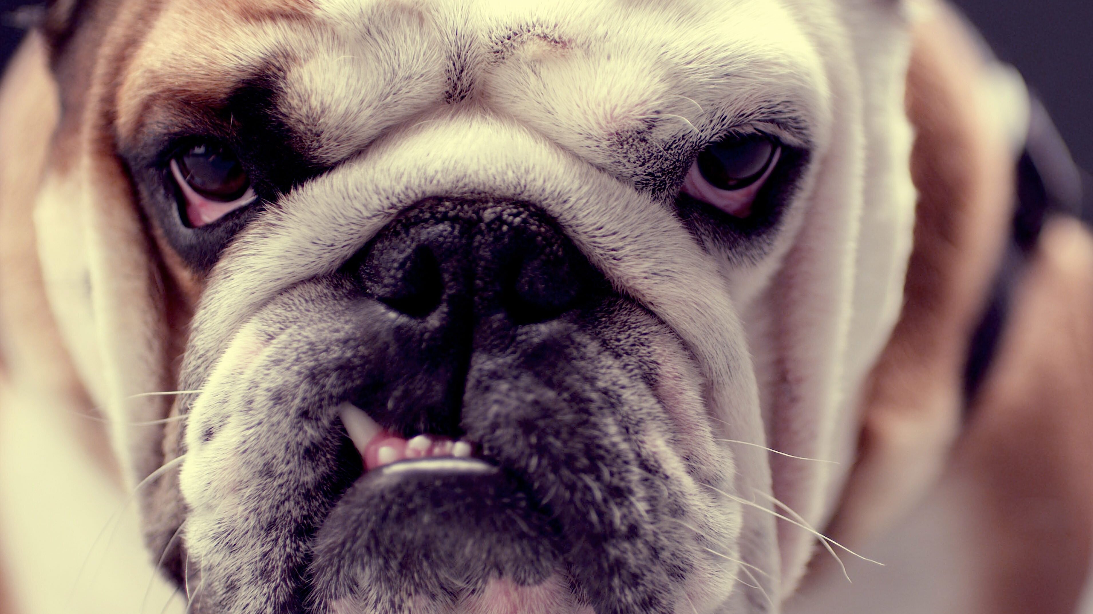Die geheime Welt der Hunde