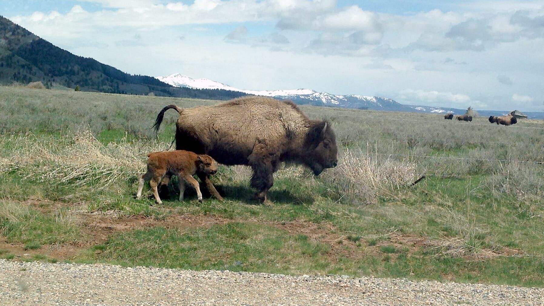 Bisons, die sanften Riesen von Montana