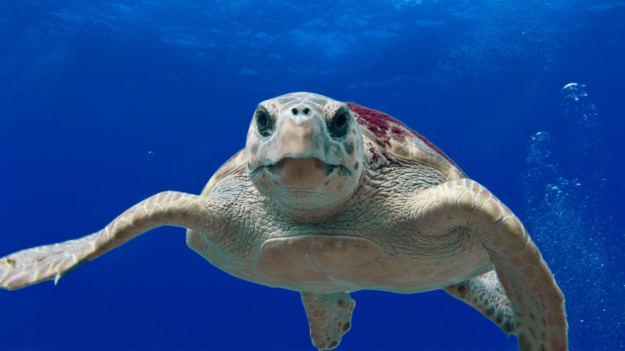 Turtle Hero – Ein Leben für die Schildkröten