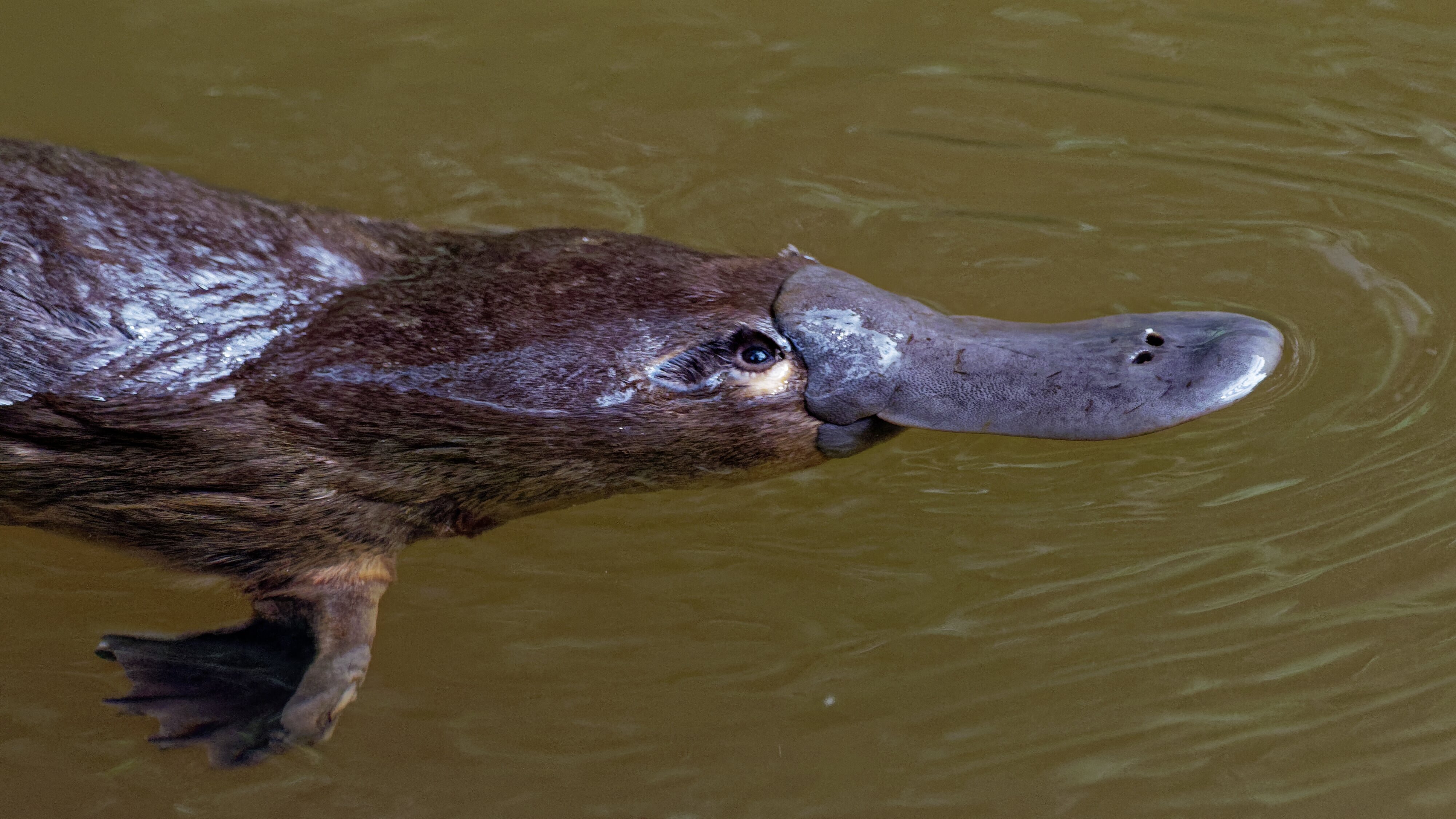 Toxische Tierwelt