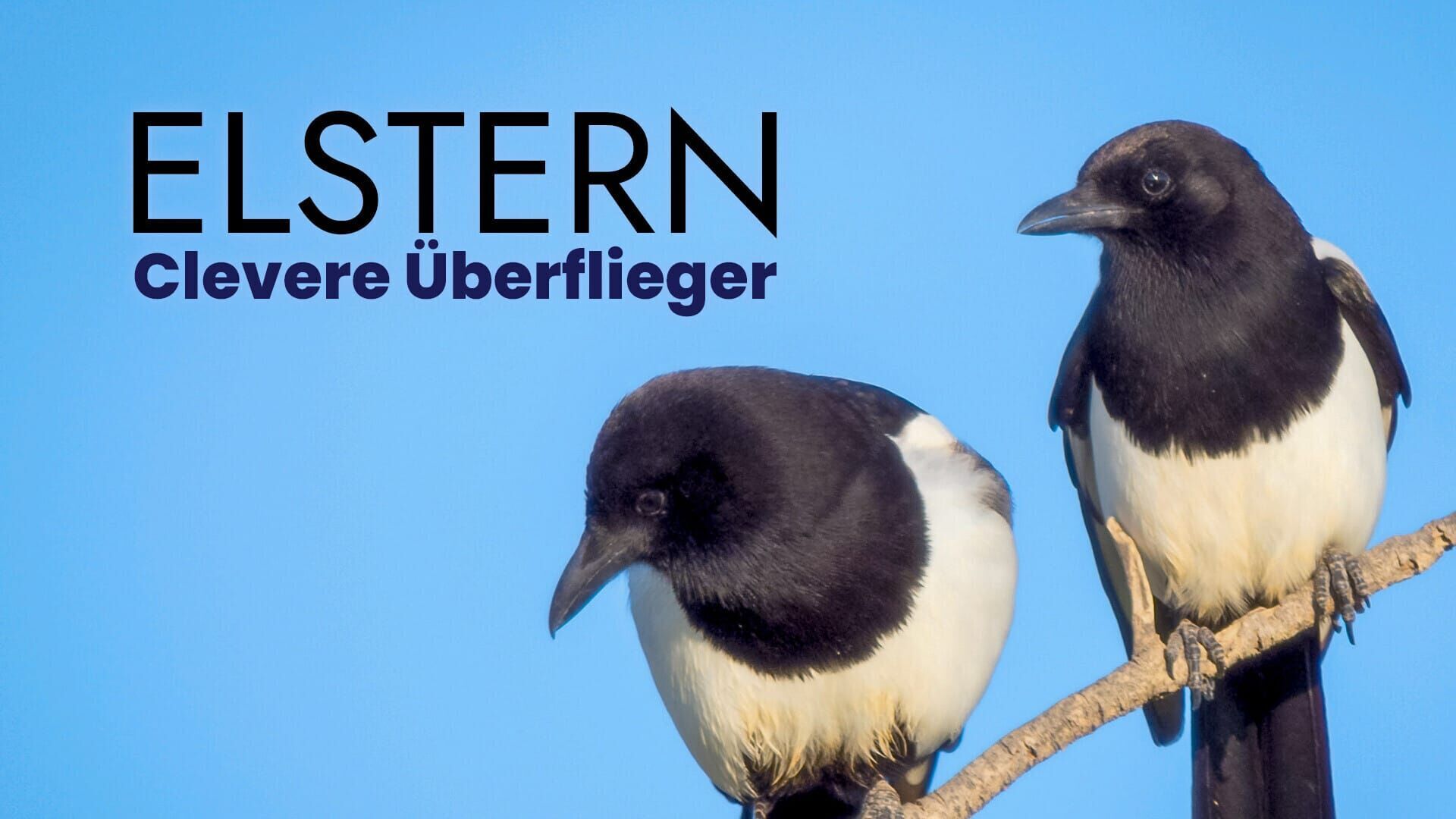Elstern – Clevere Überflieger