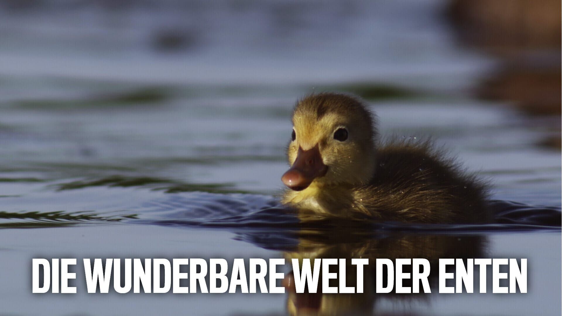 Die wunderbare Welt der Enten