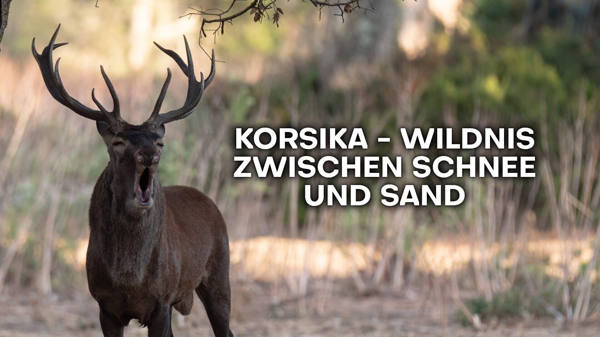 Korsika – Wildnis zwischen Schnee und Sand