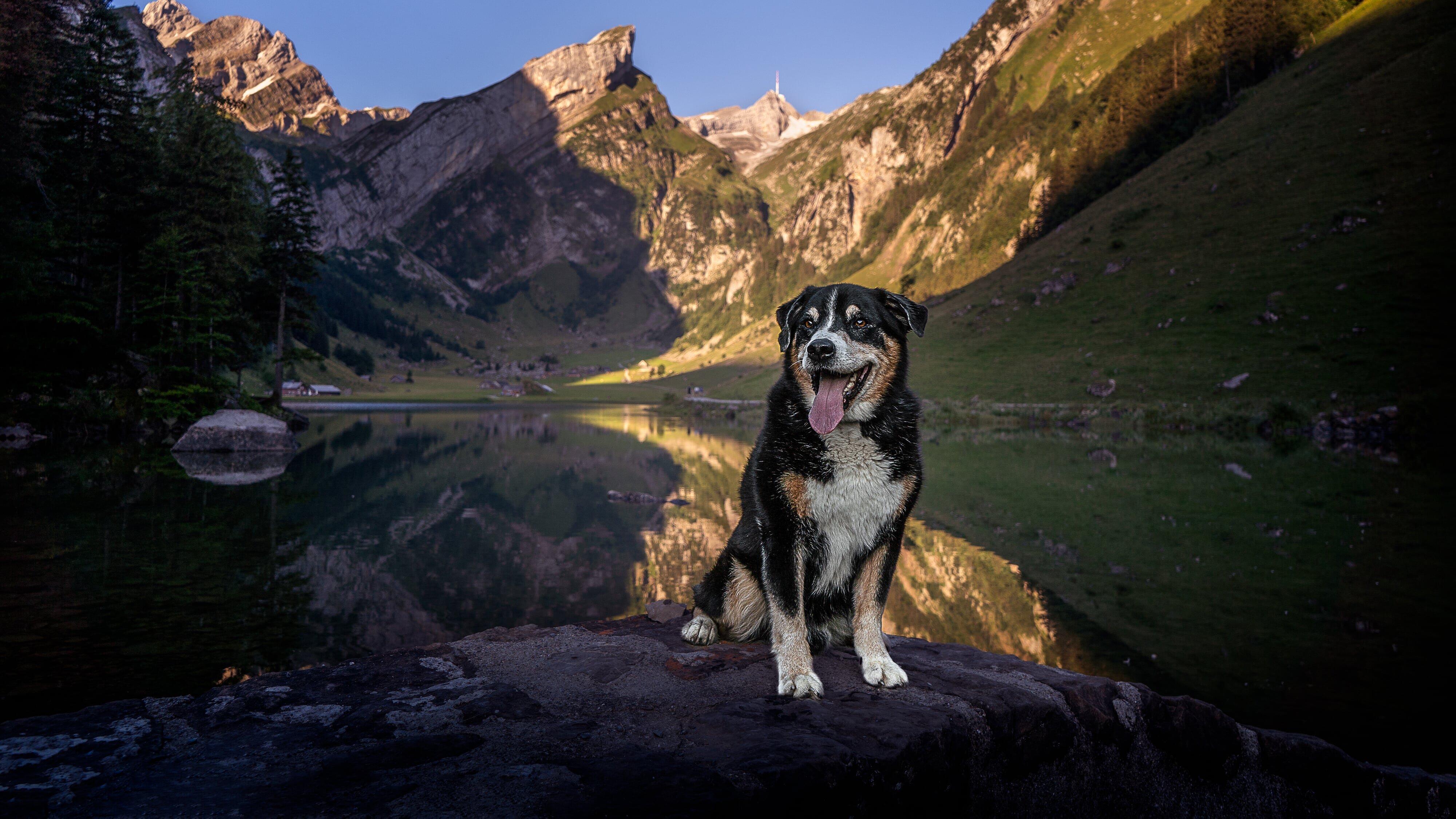 Schweizer Hundegeschichten: Der Bernhardiner vom Großen Sankt Bernhard – Weit mehr als ein Mythos