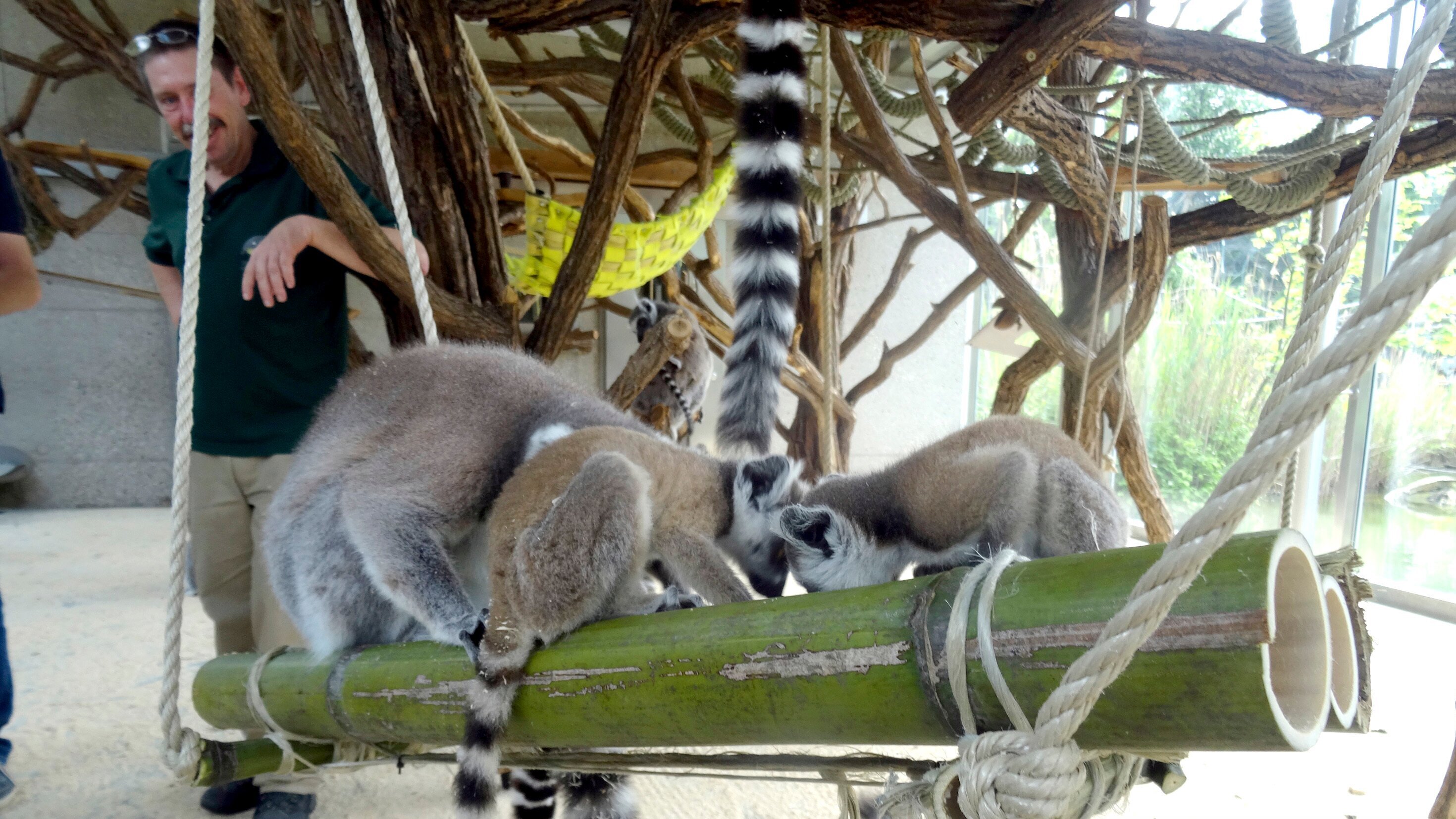 Leopard, Seebär & Co.