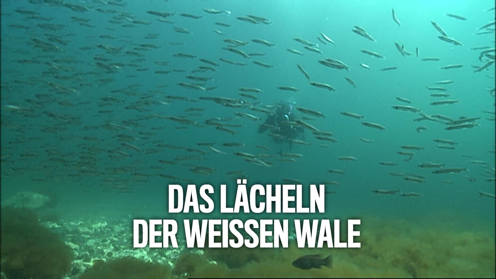 Das Lächeln der weißen Wale