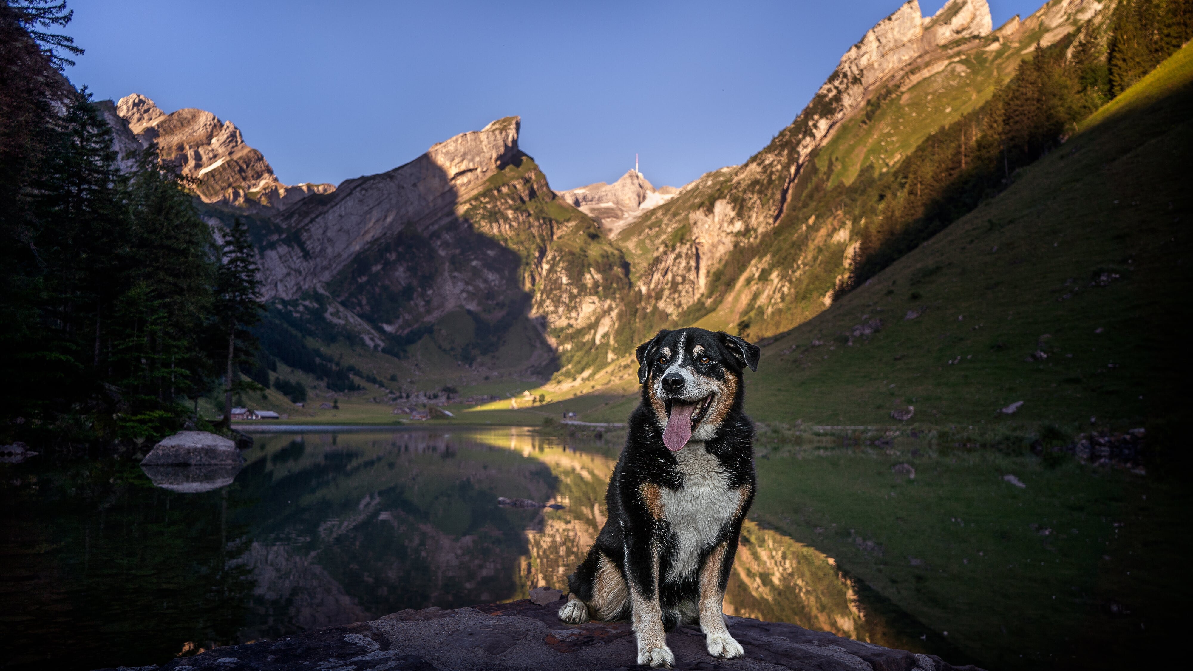Schweizer Hundegeschichten: Ein Appenzeller namens Elvis