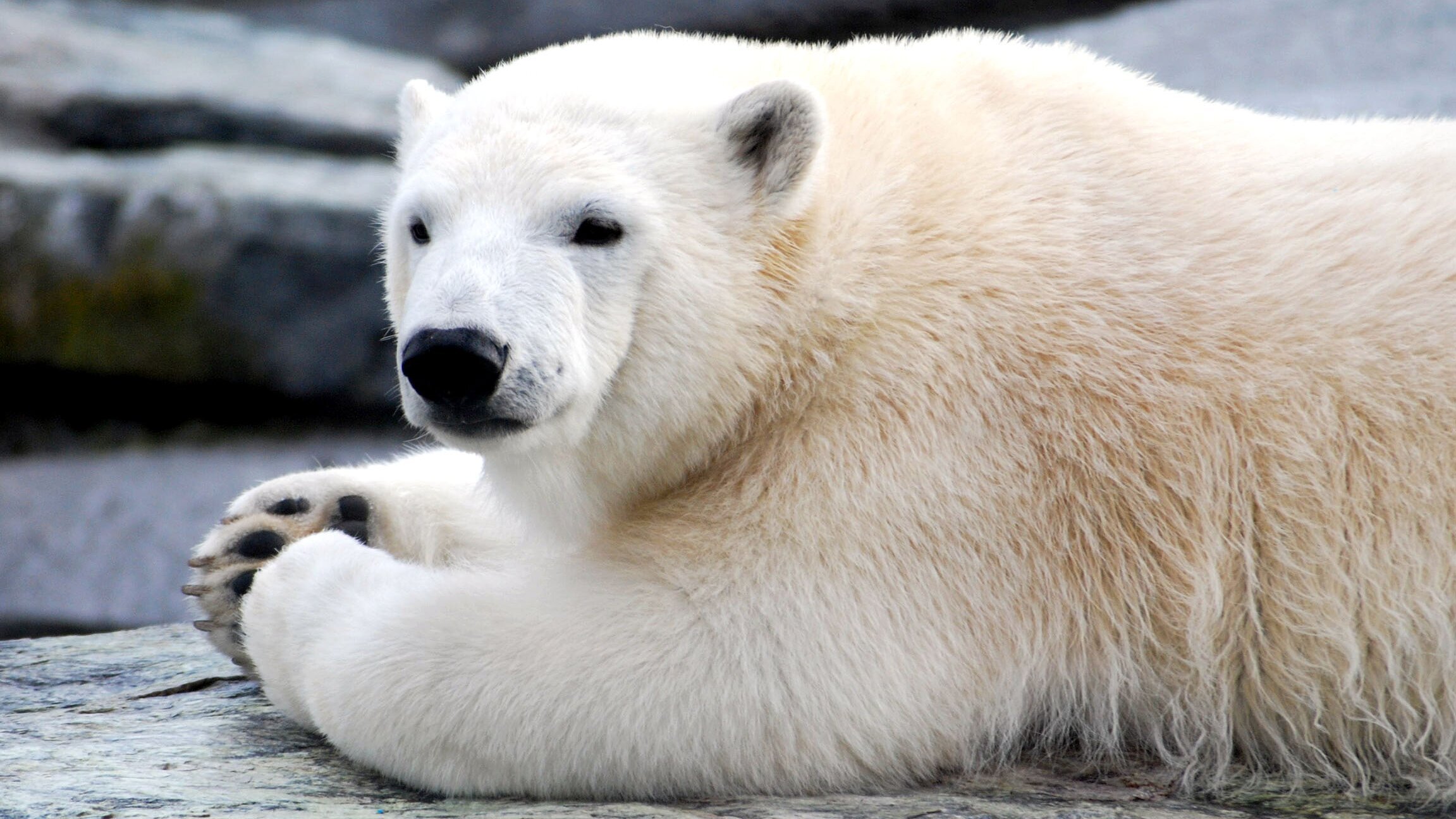 Eisbär, Affe & Co