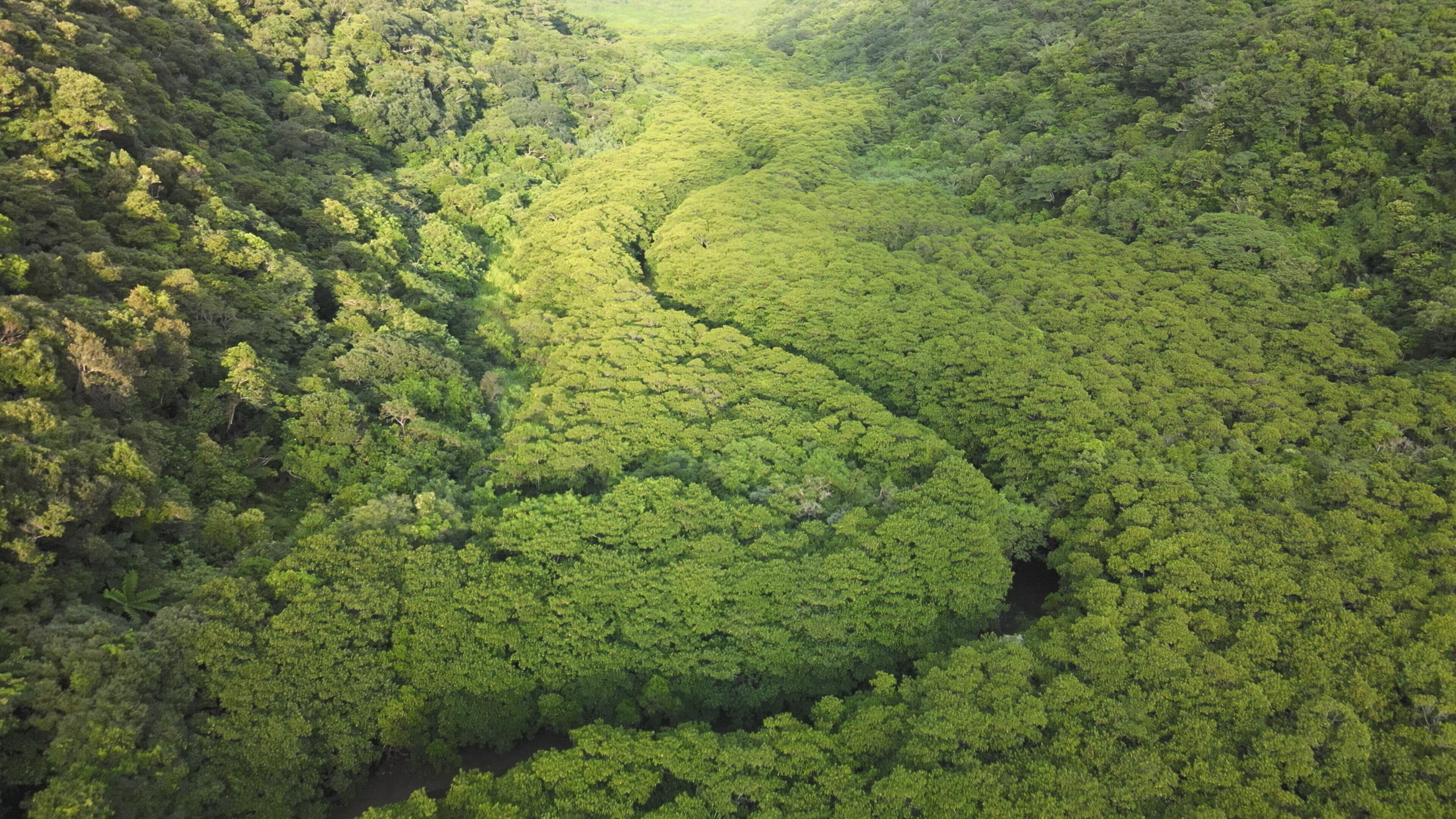 Iriomote – Japans tropisches Paradies