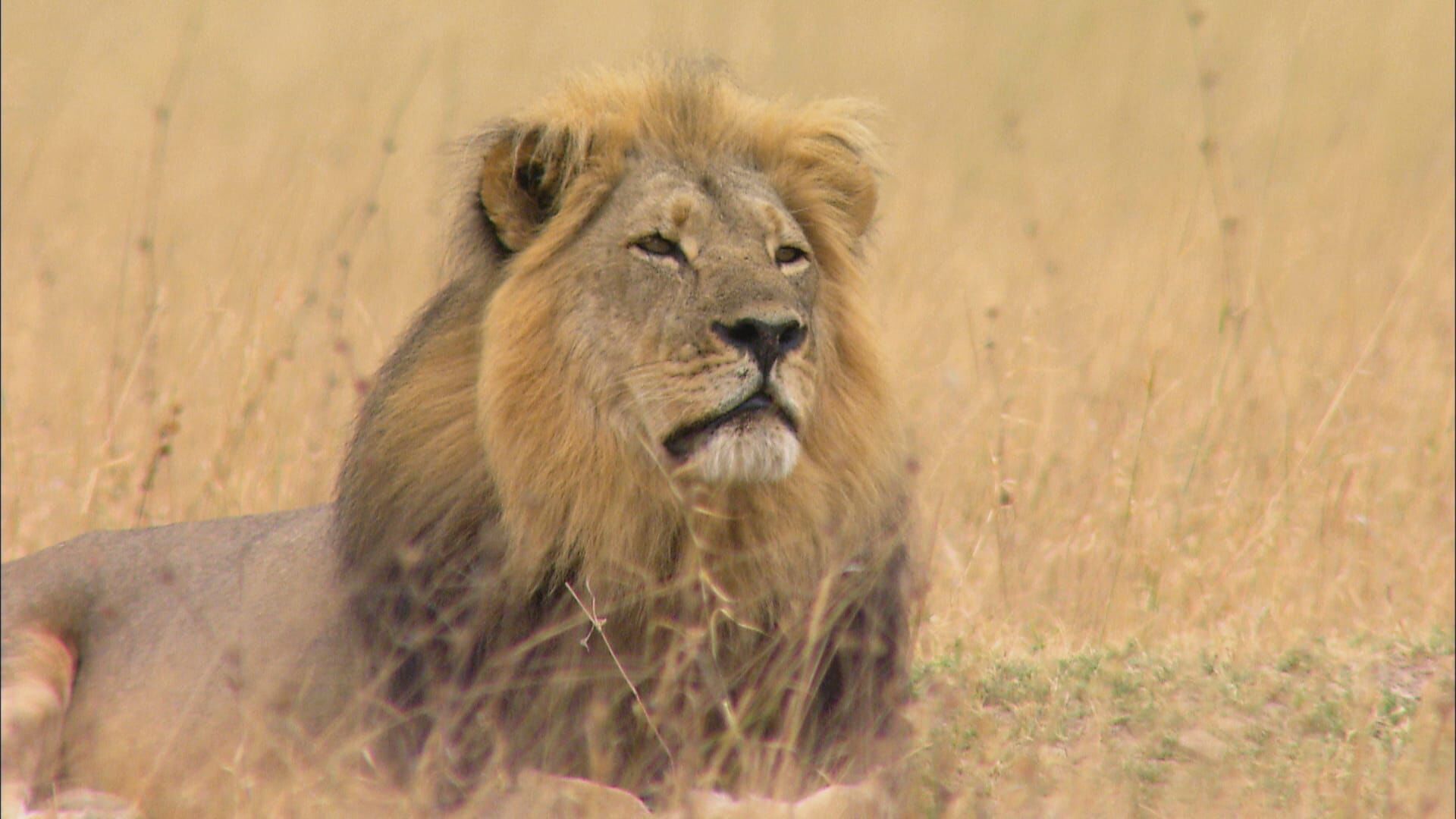 Cecil – Die Legende eines Königs