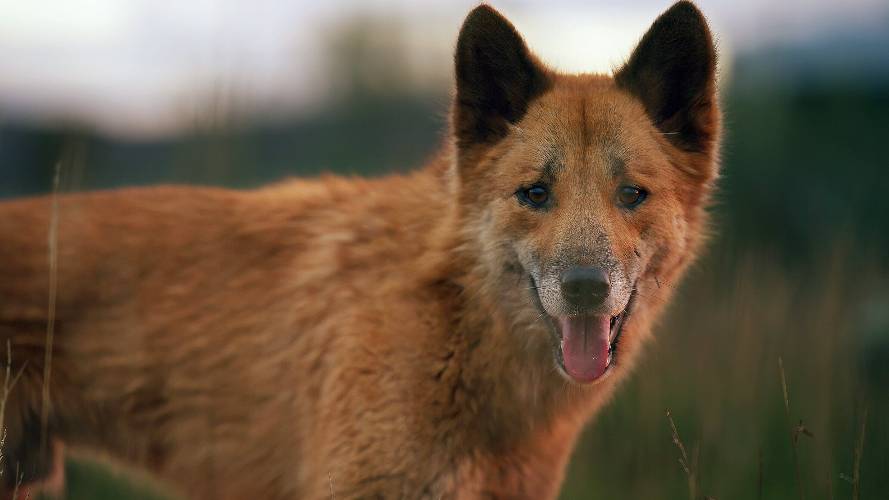 Wildes Australien, wie alles zusammenhängt