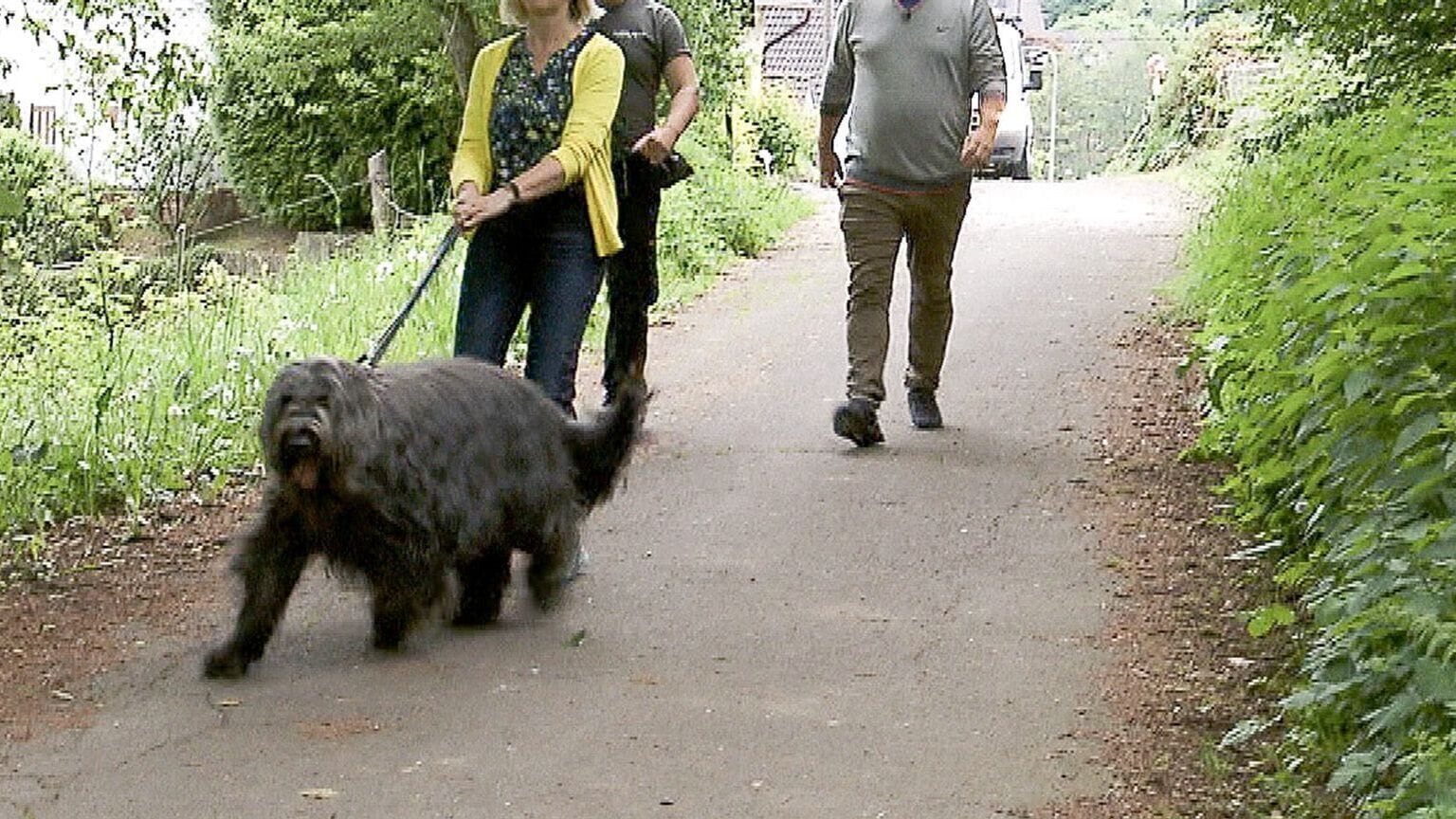 Der Hundeprofi