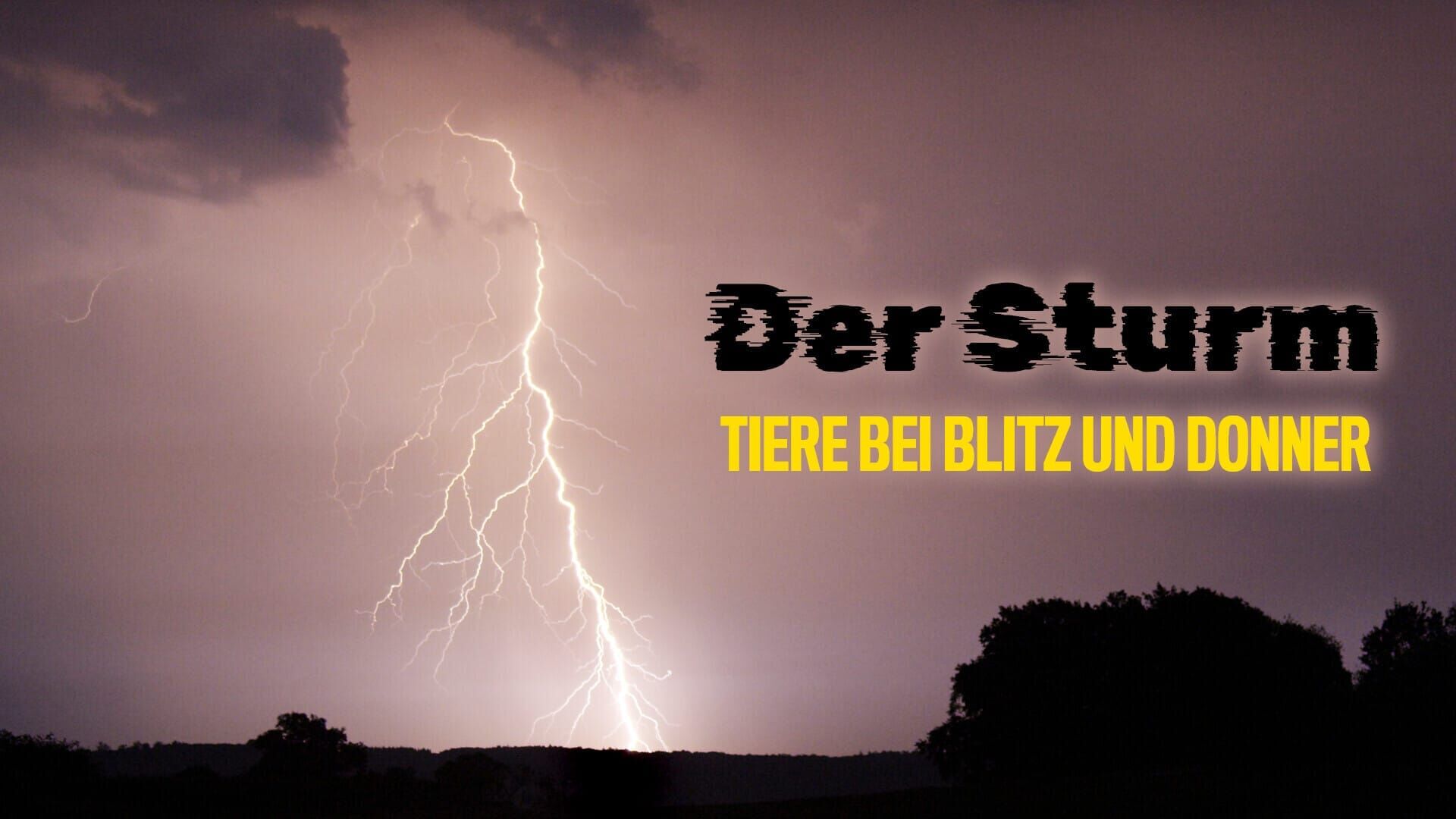 Der Sturm – Tiere bei Blitz und Donner