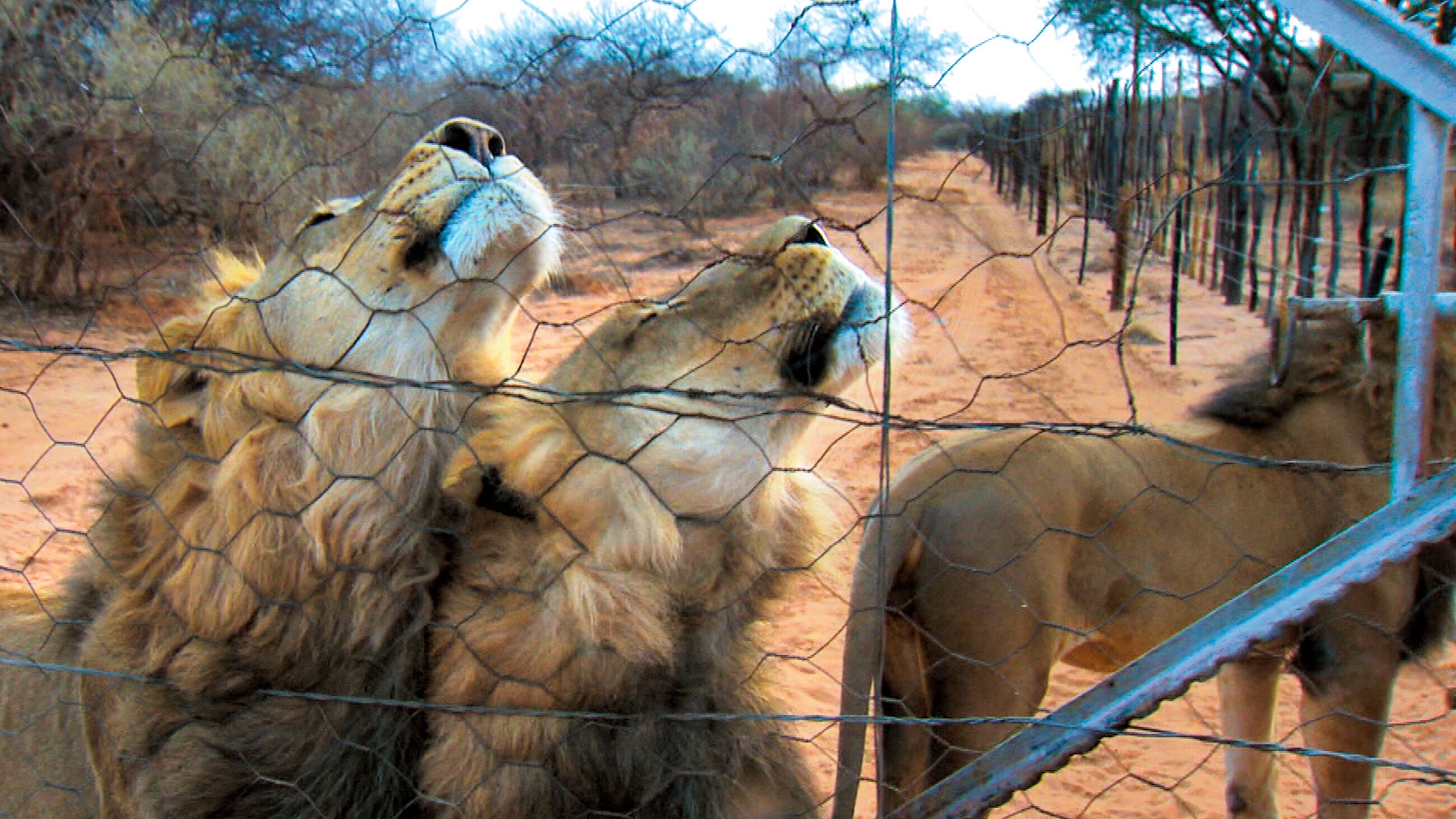 Das Waisenhaus für wilde Tiere – Abenteuer Afrika