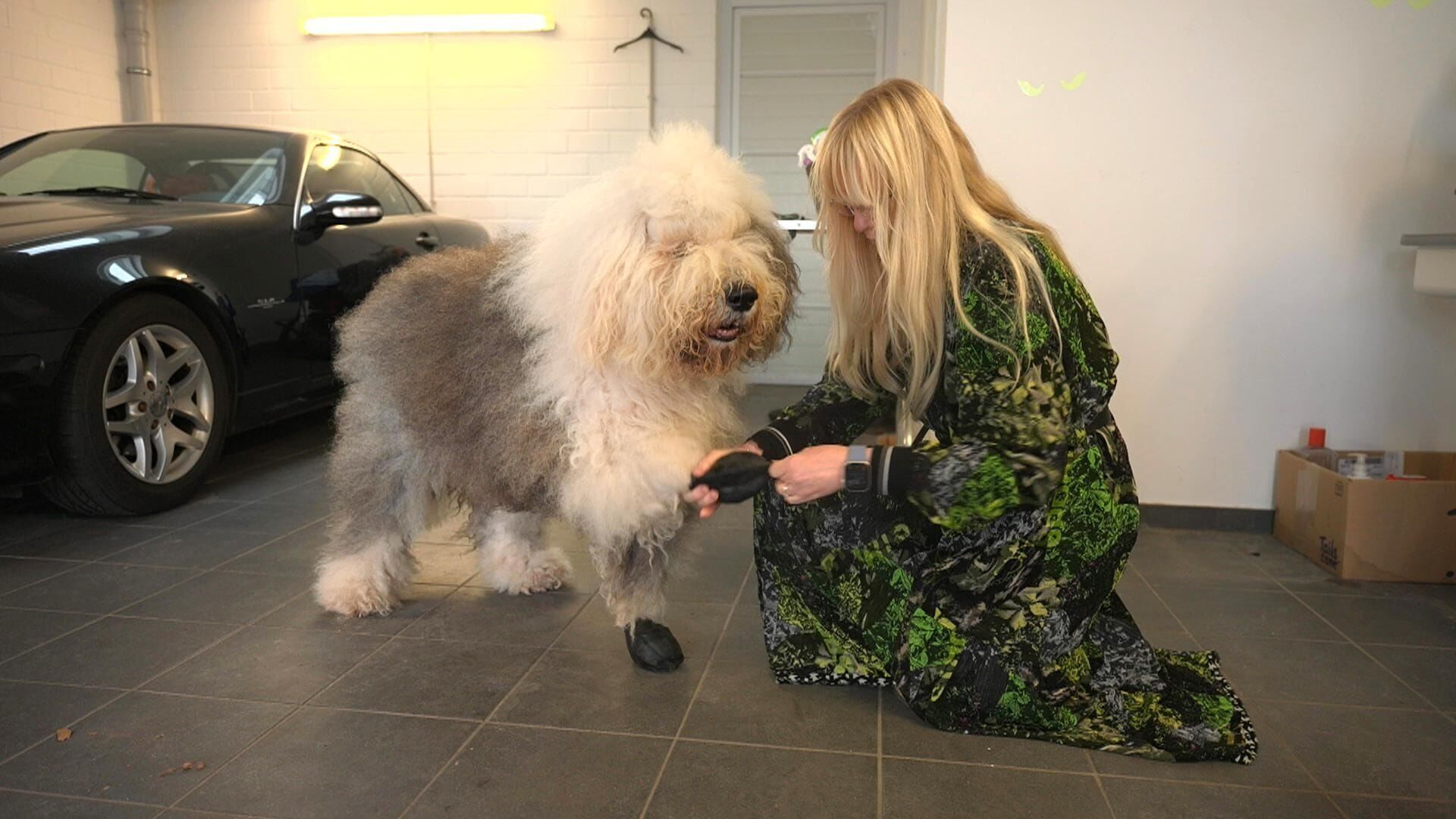 Die großen Hunde – Mit Martin Rütter