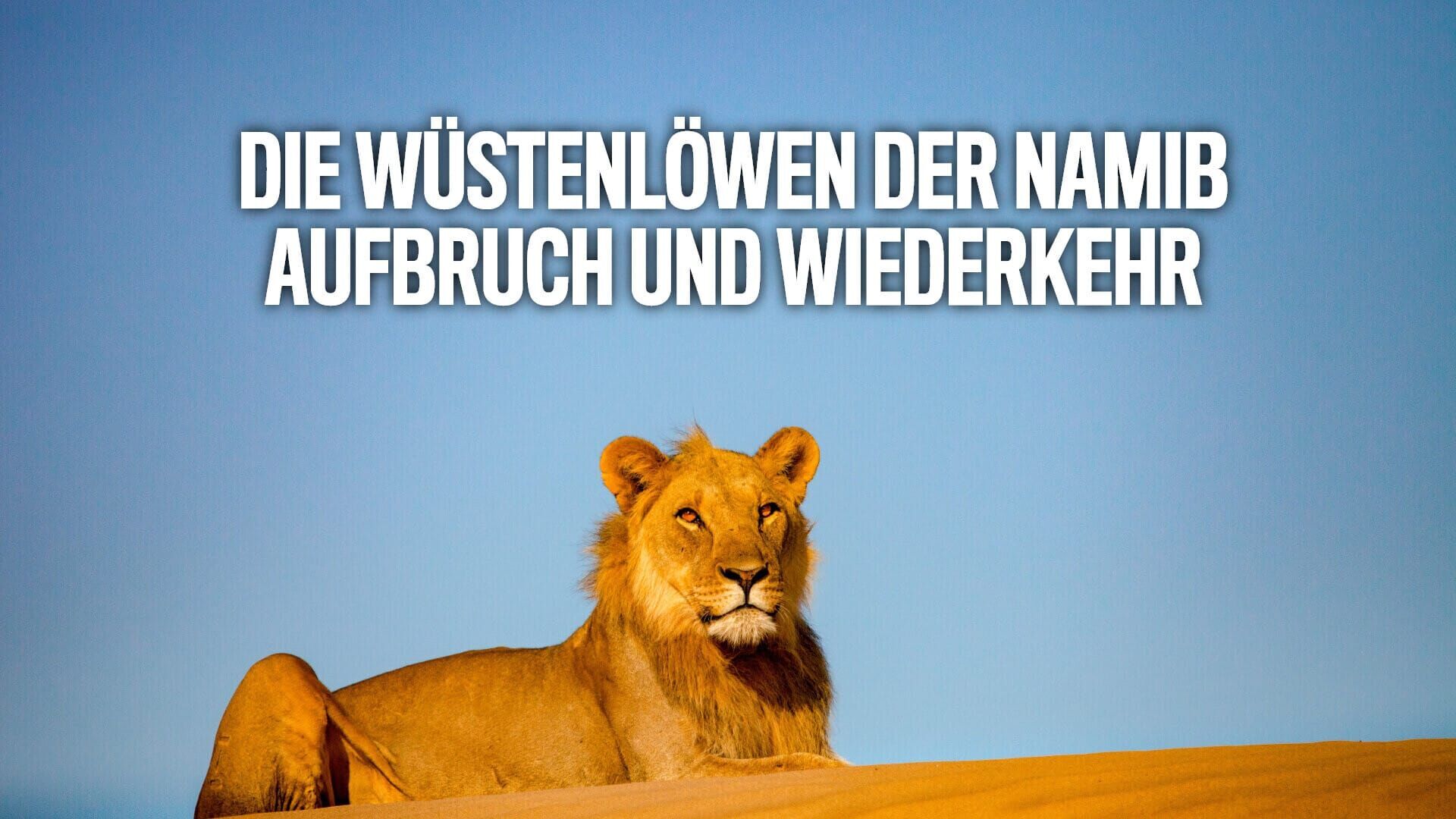 Die Wüstenlöwen der Namib – Aufbruch und Wiederkehr