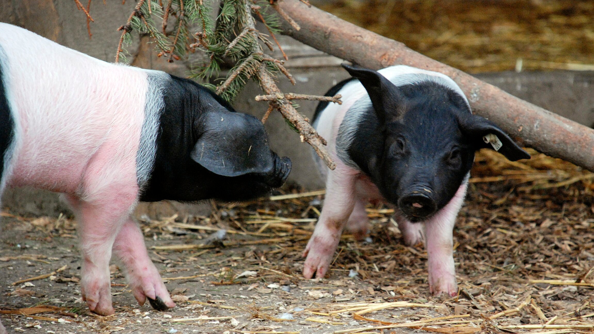 Eisbär, Affe & Co.