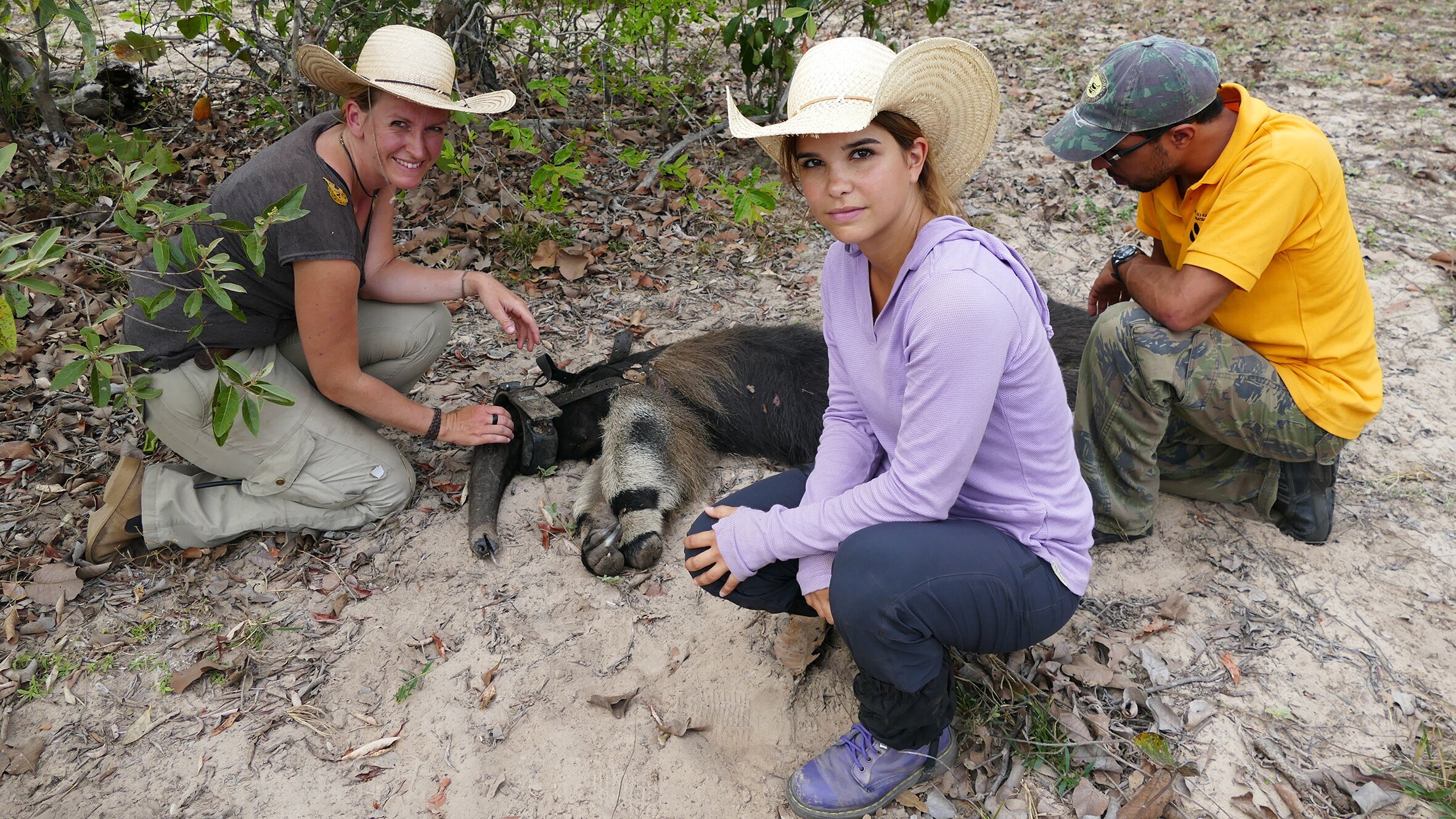 Anna und die wilden Tiere